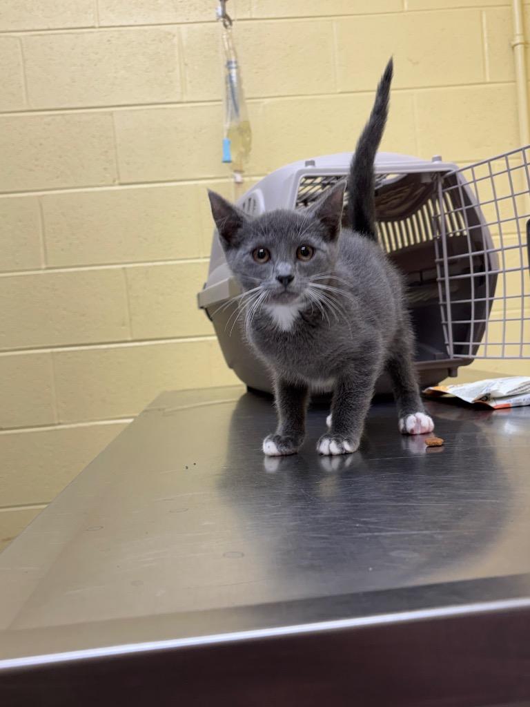 Enlarge Misty (SPAYED), a Adopted mixed breed in Crossville, TN image 1/1