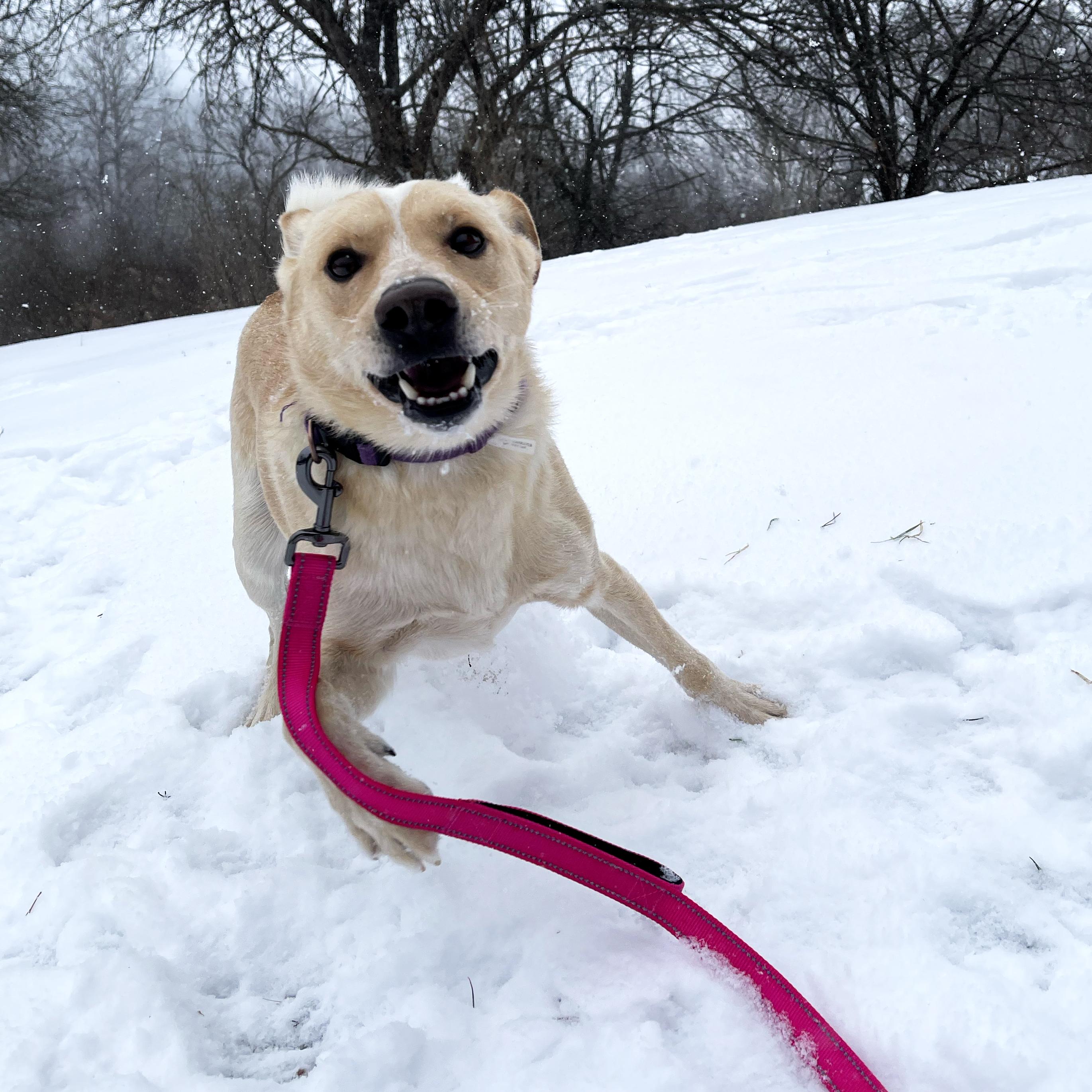 Rascal, a ADOPTABLE mixed breed in Olean, NY image 5/5