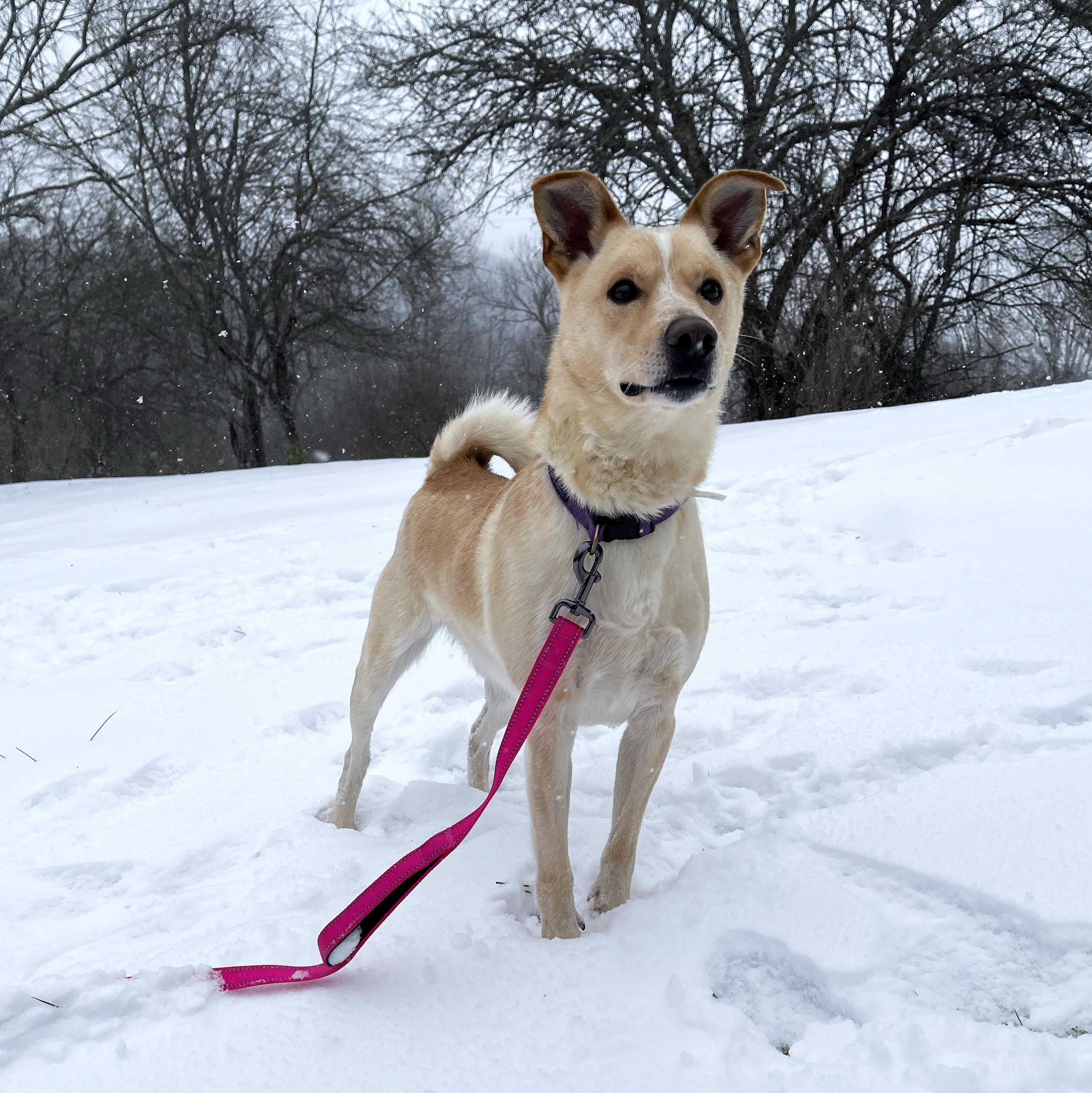 Rascal, a ADOPTABLE mixed breed in Olean, NY image 2/5