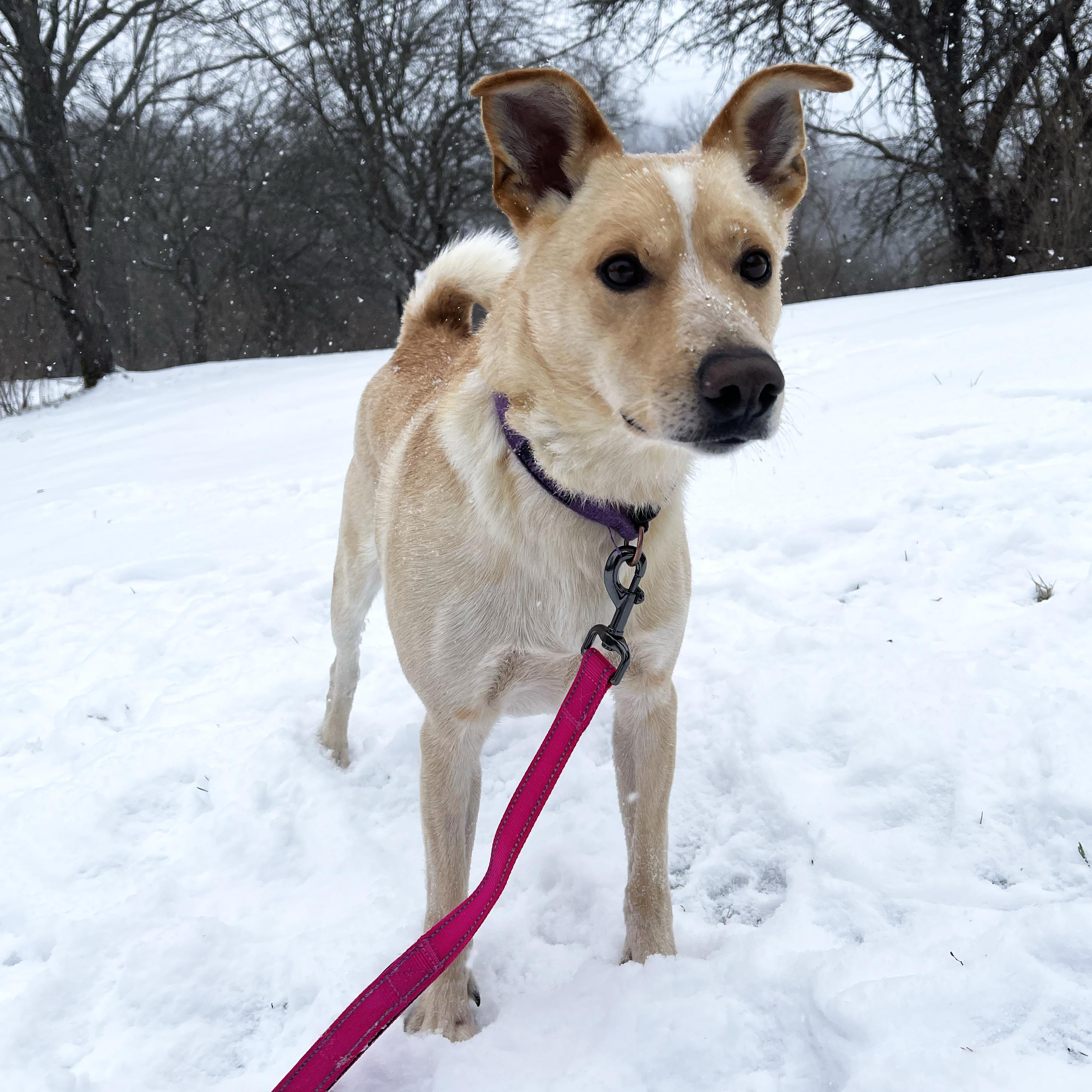 Rascal, a ADOPTABLE mixed breed in Olean, NY image 4/5