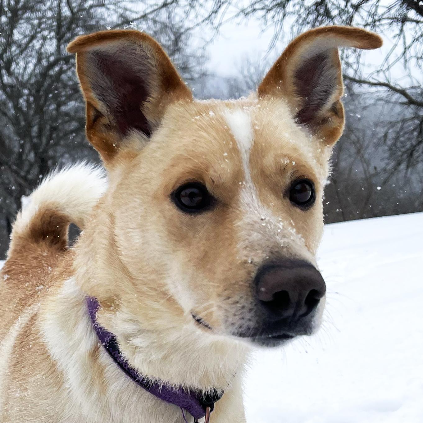 Rascal, a ADOPTABLE mixed breed in Olean, NY image 1/5