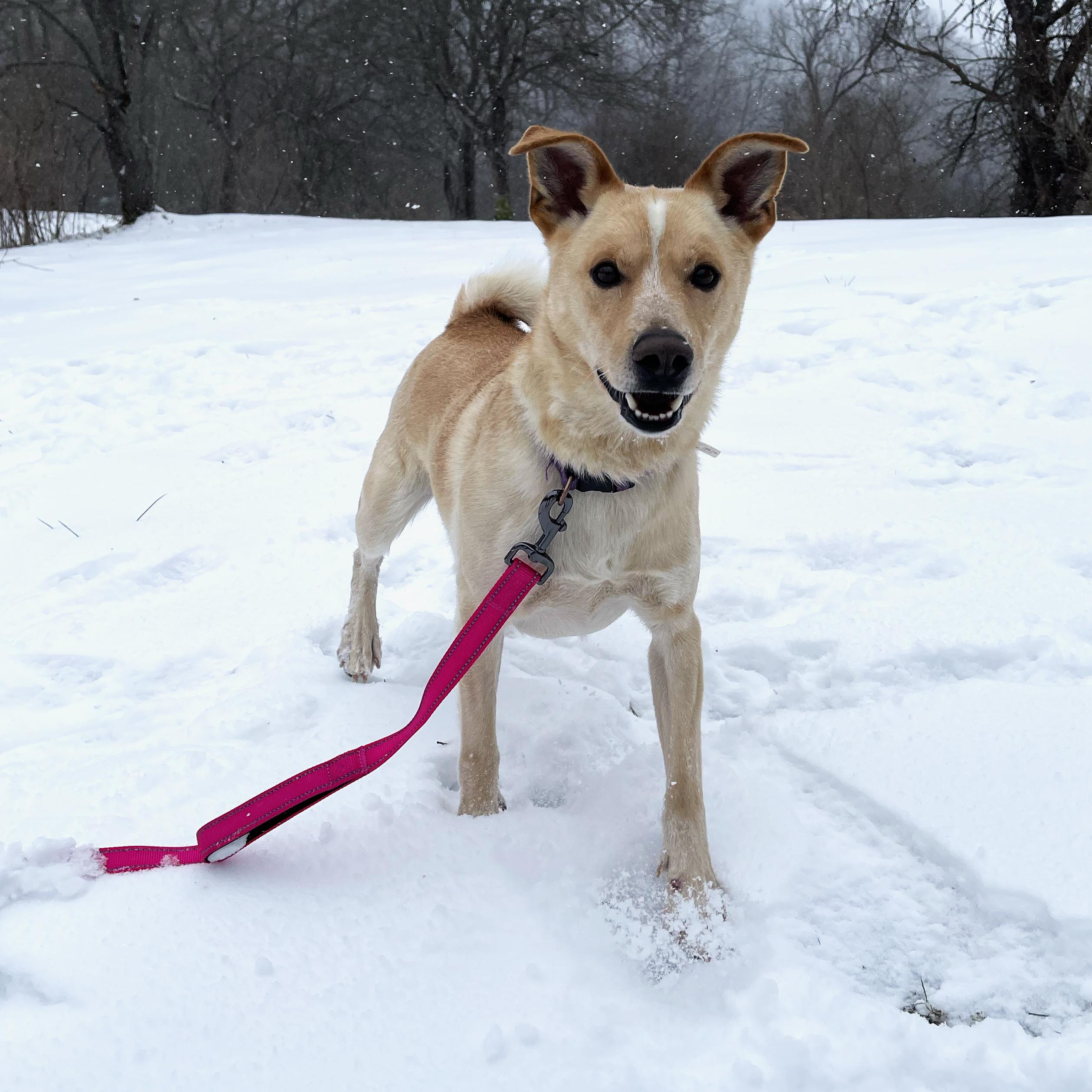 Rascal, a ADOPTABLE mixed breed in Olean, NY image 3/5