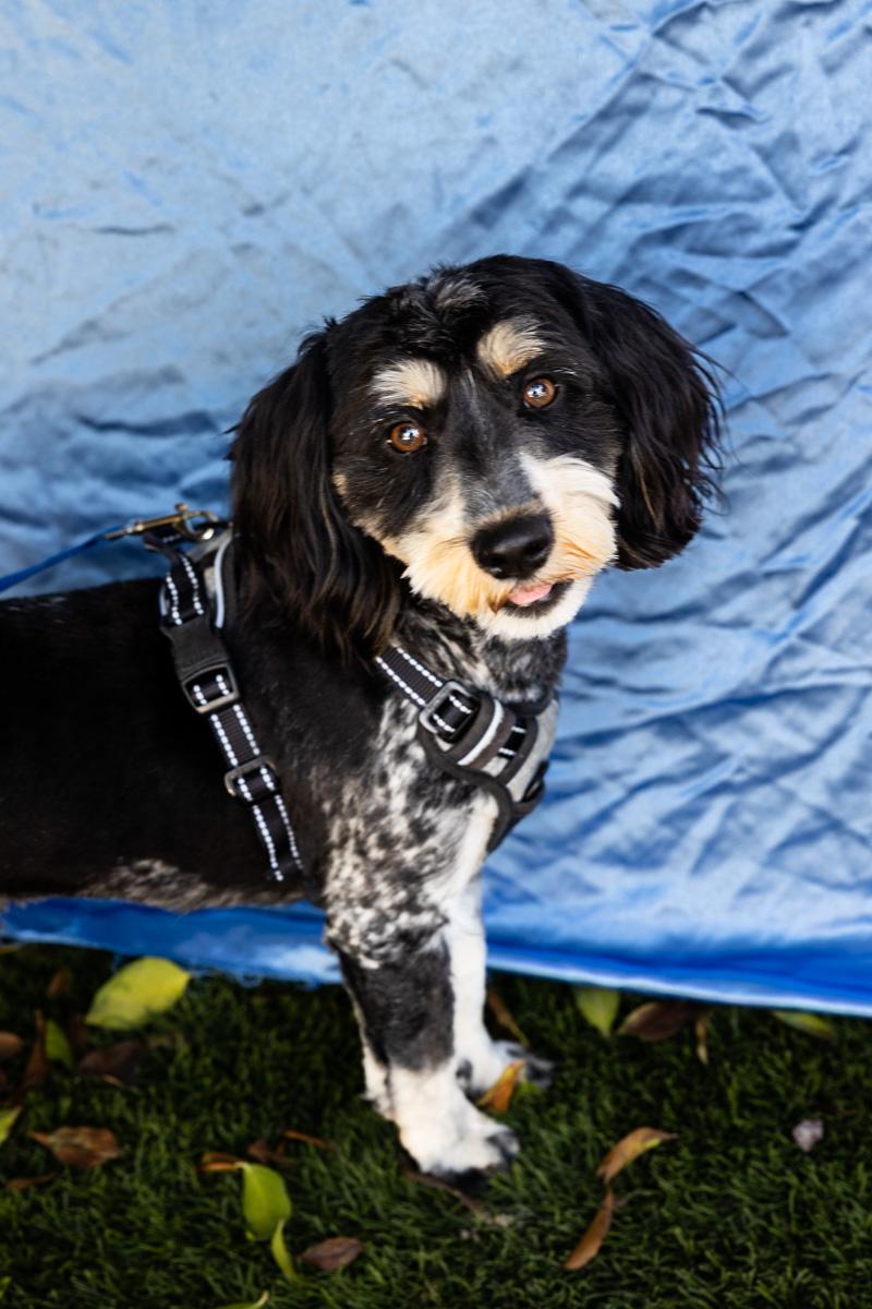 SNOOPY, adopted, Young Male Spaniel & Poodle.