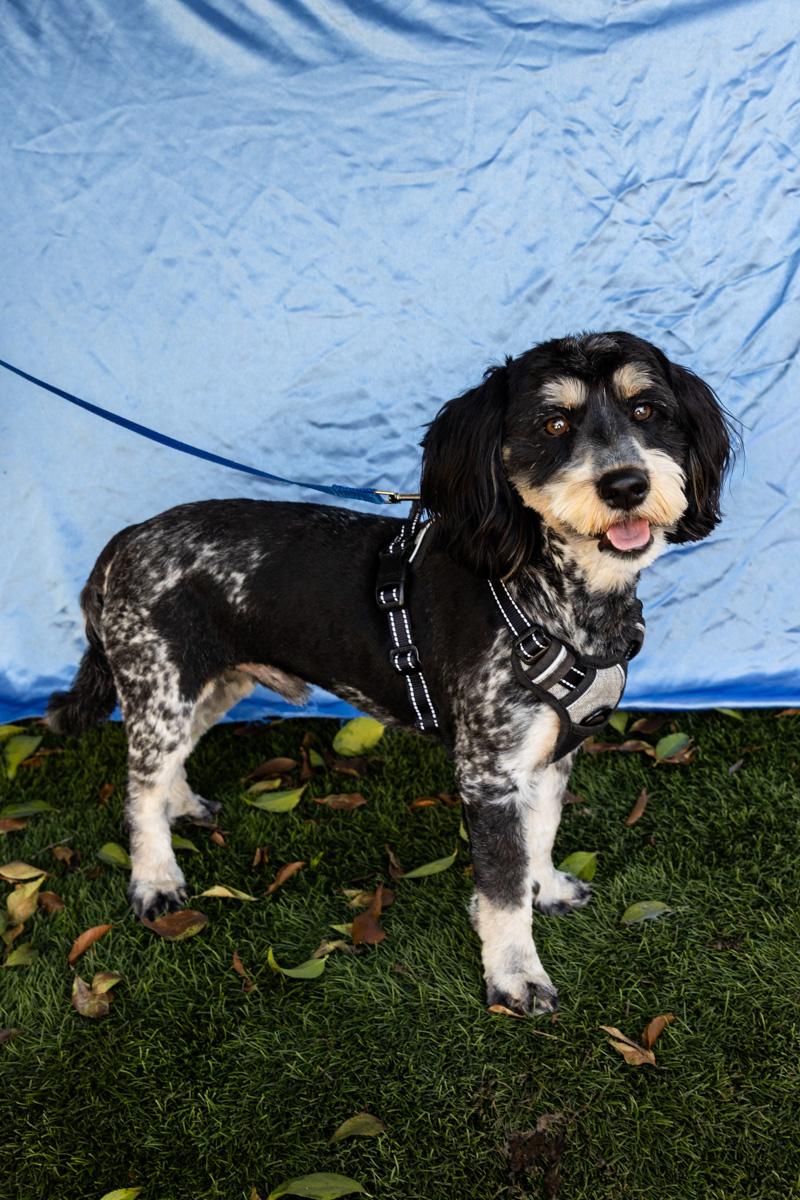 Enlarge SNOOPY, an adopted mixed breed in Rowland Heights, CA image 2/3