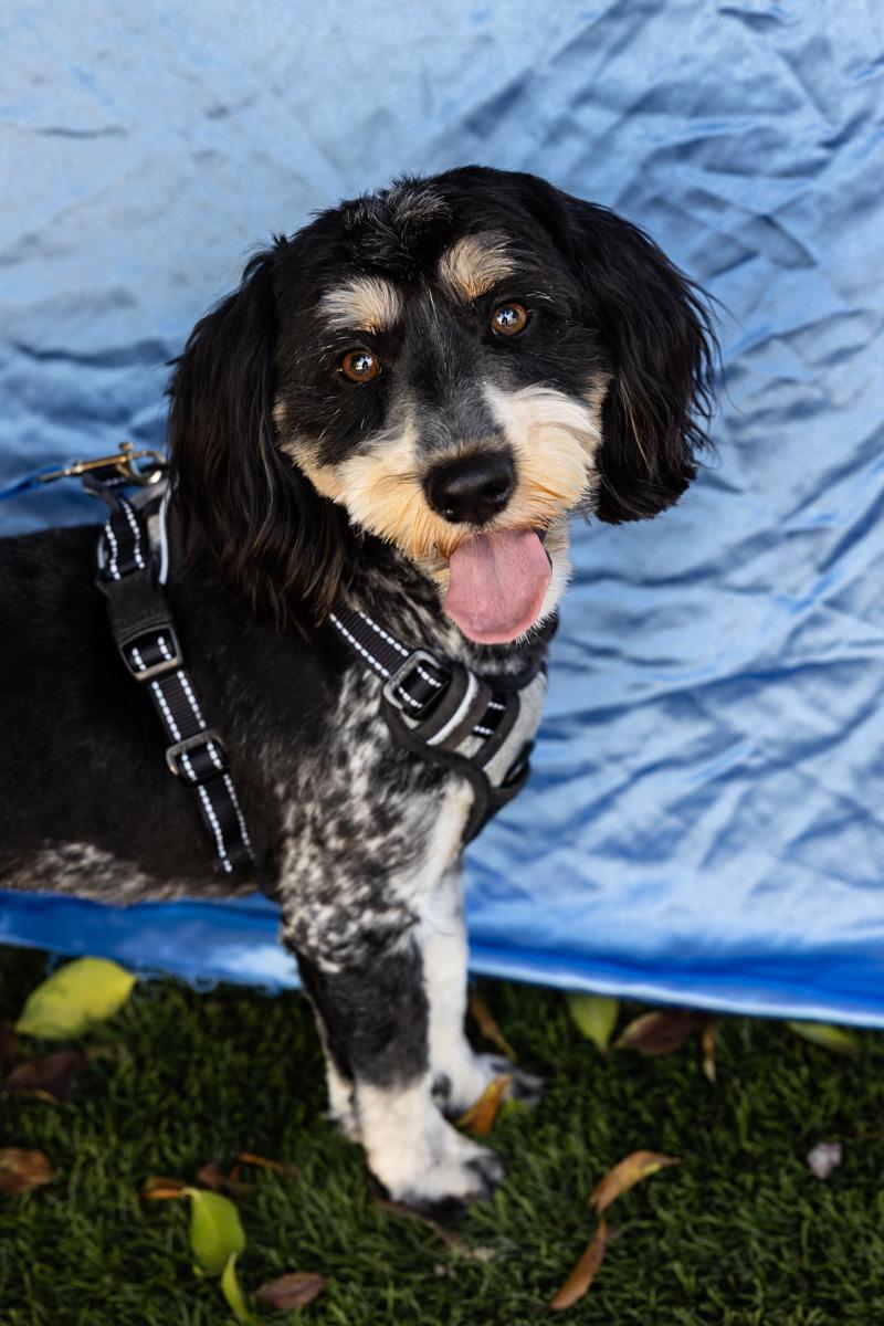 Enlarge SNOOPY, an adopted mixed breed in Rowland Heights, CA image 3/3