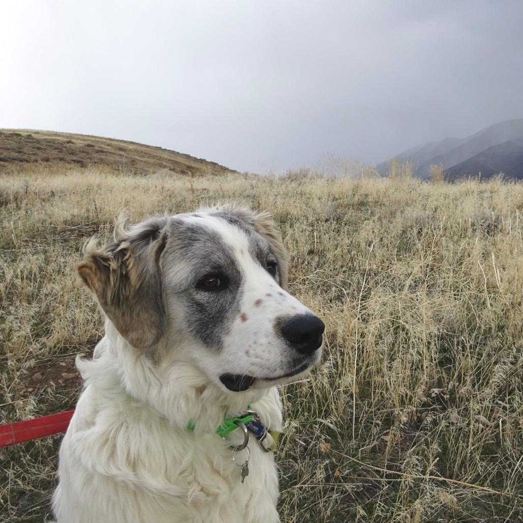 Freckles, a Adoptable Mixed Breed in Hailey, ID image 1/6