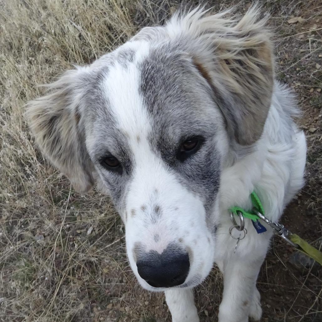 Freckles, a Adoptable Mixed Breed in Hailey, ID image 2/6