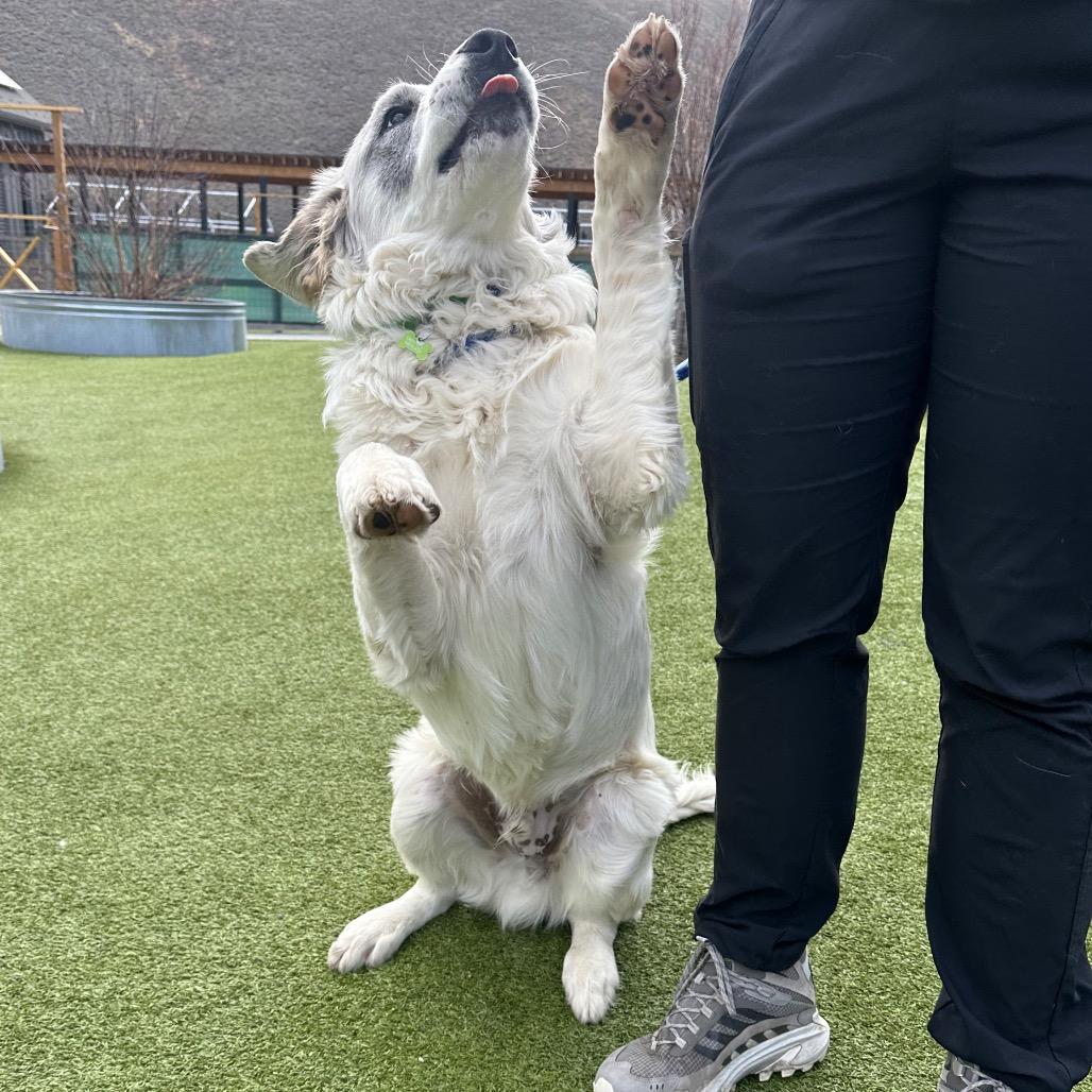 Freckles, a Adoptable Mixed Breed in Hailey, ID image 3/6
