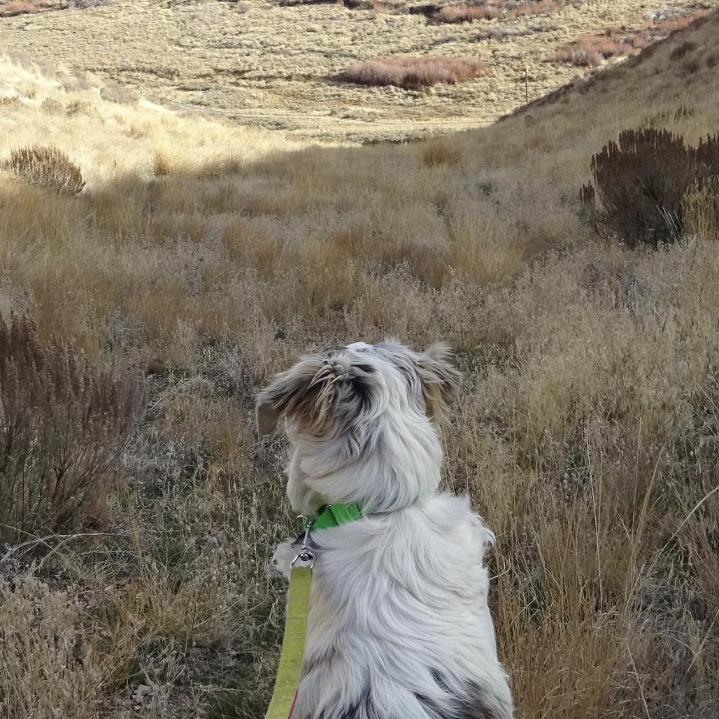 Freckles, a Adoptable Mixed Breed in Hailey, ID image 4/6