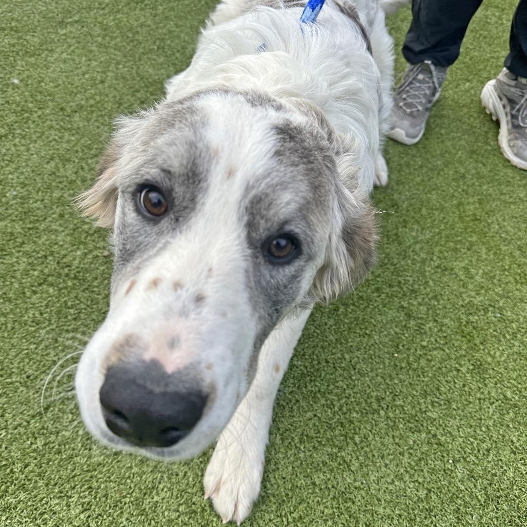 Freckles, a Adoptable Mixed Breed in Hailey, ID image 5/6