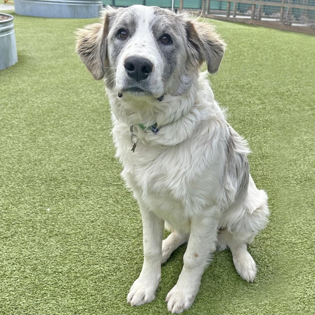 Freckles, a Adoptable Mixed Breed in Hailey, ID image 6/6