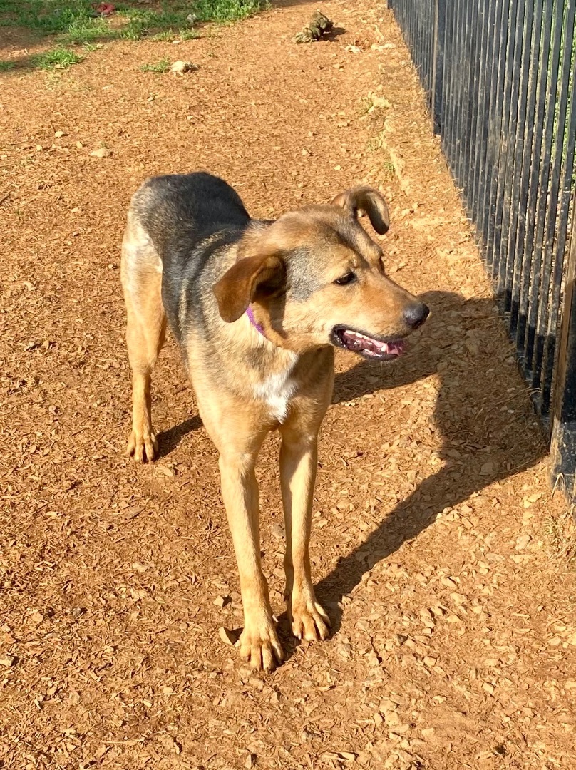 Buttercup, Adoptable, Young Female German Shepherd Dog.