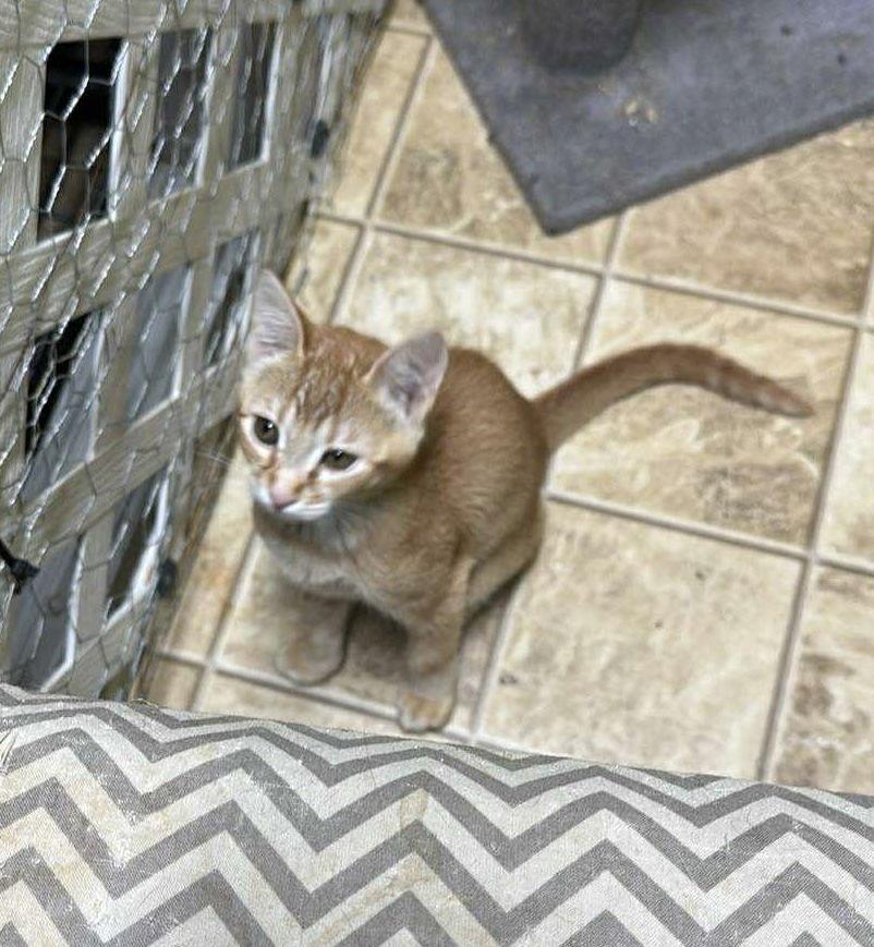 Fire, Adoptable, Young Male Domestic Short Hair & Tabby.