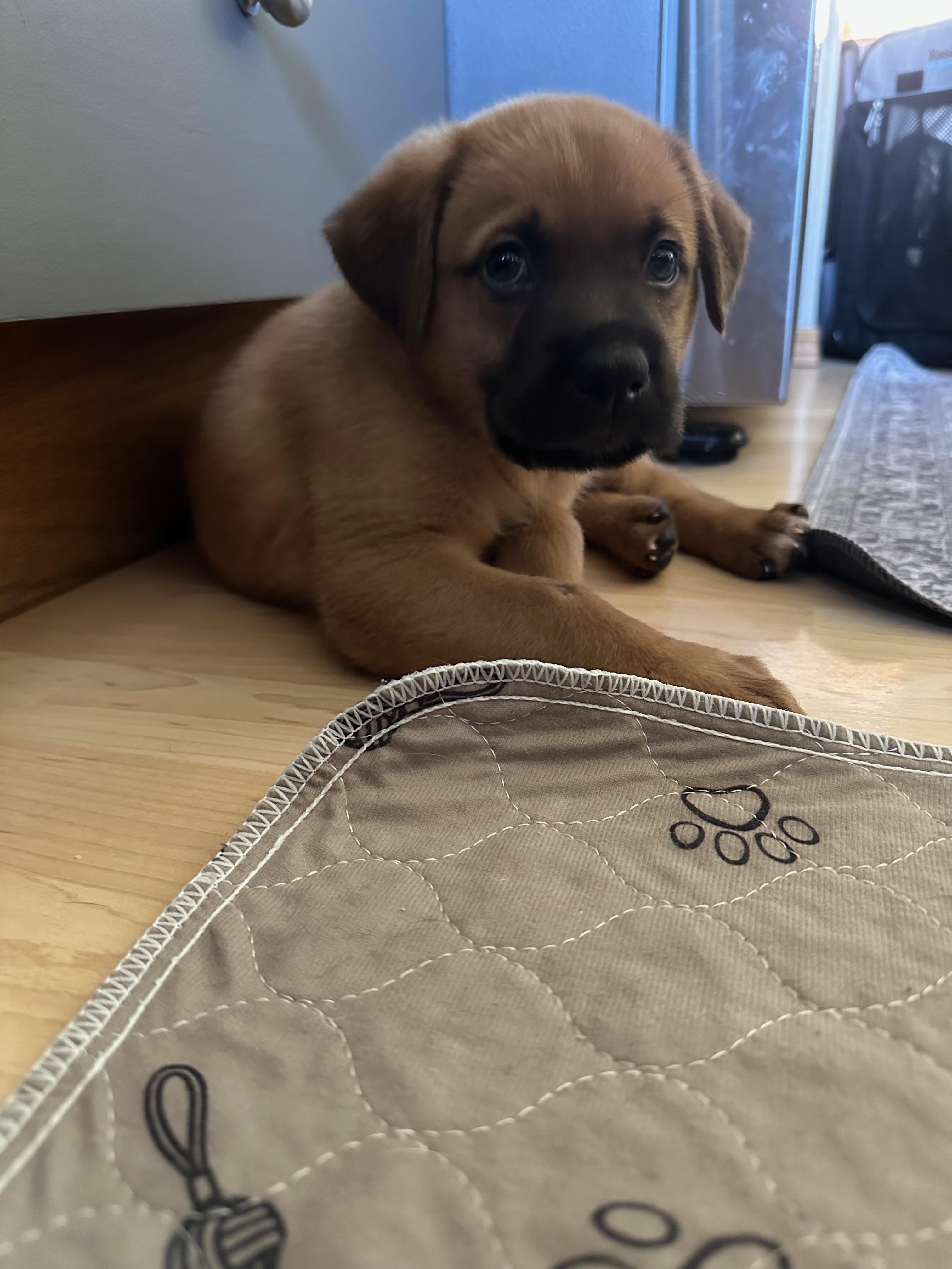 Chip, a Adoptable Mixed Breed in Saskatoon, SK image 4/4