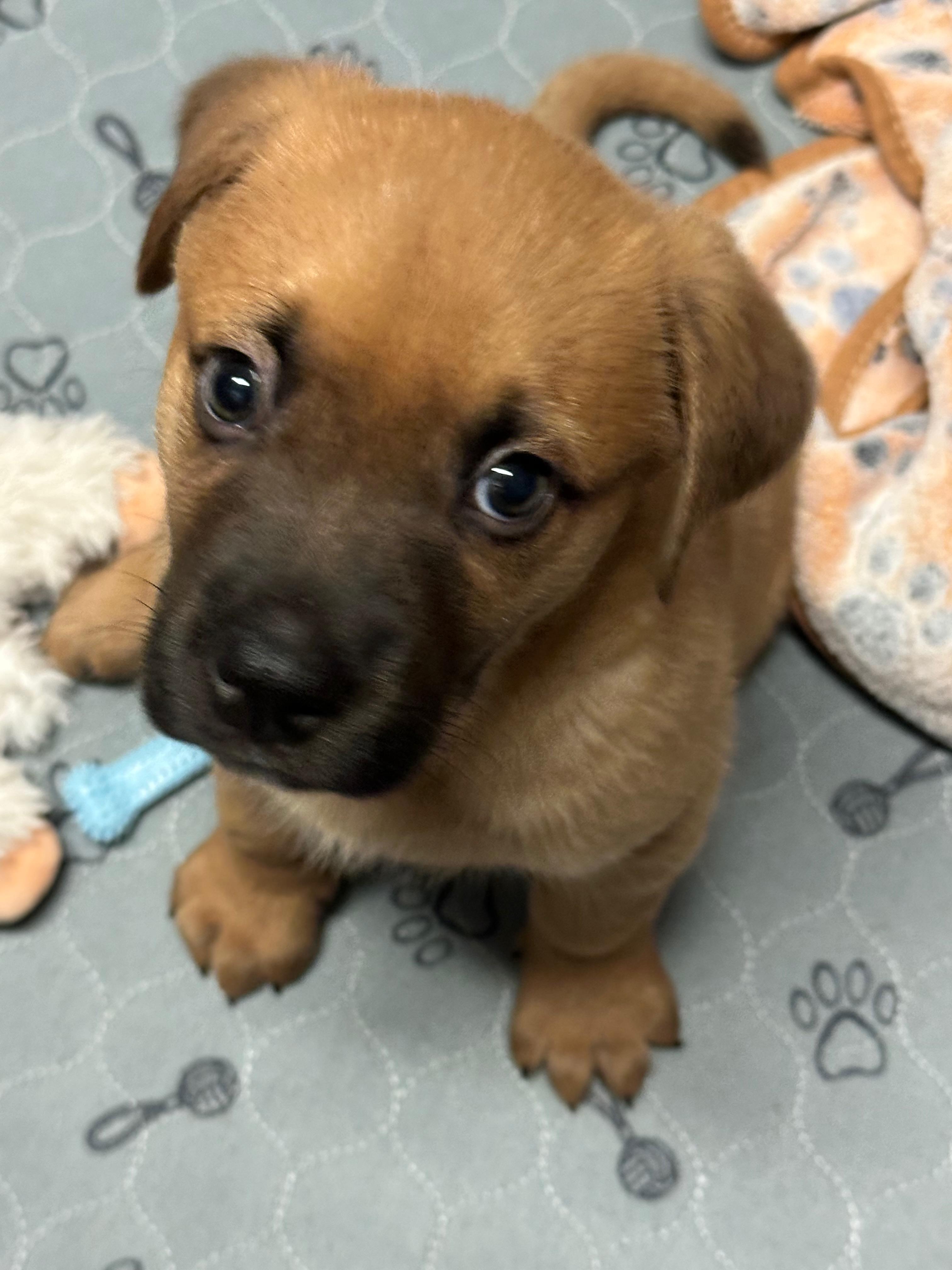 Chip, Adoptable, Puppy Male Mixed Breed.