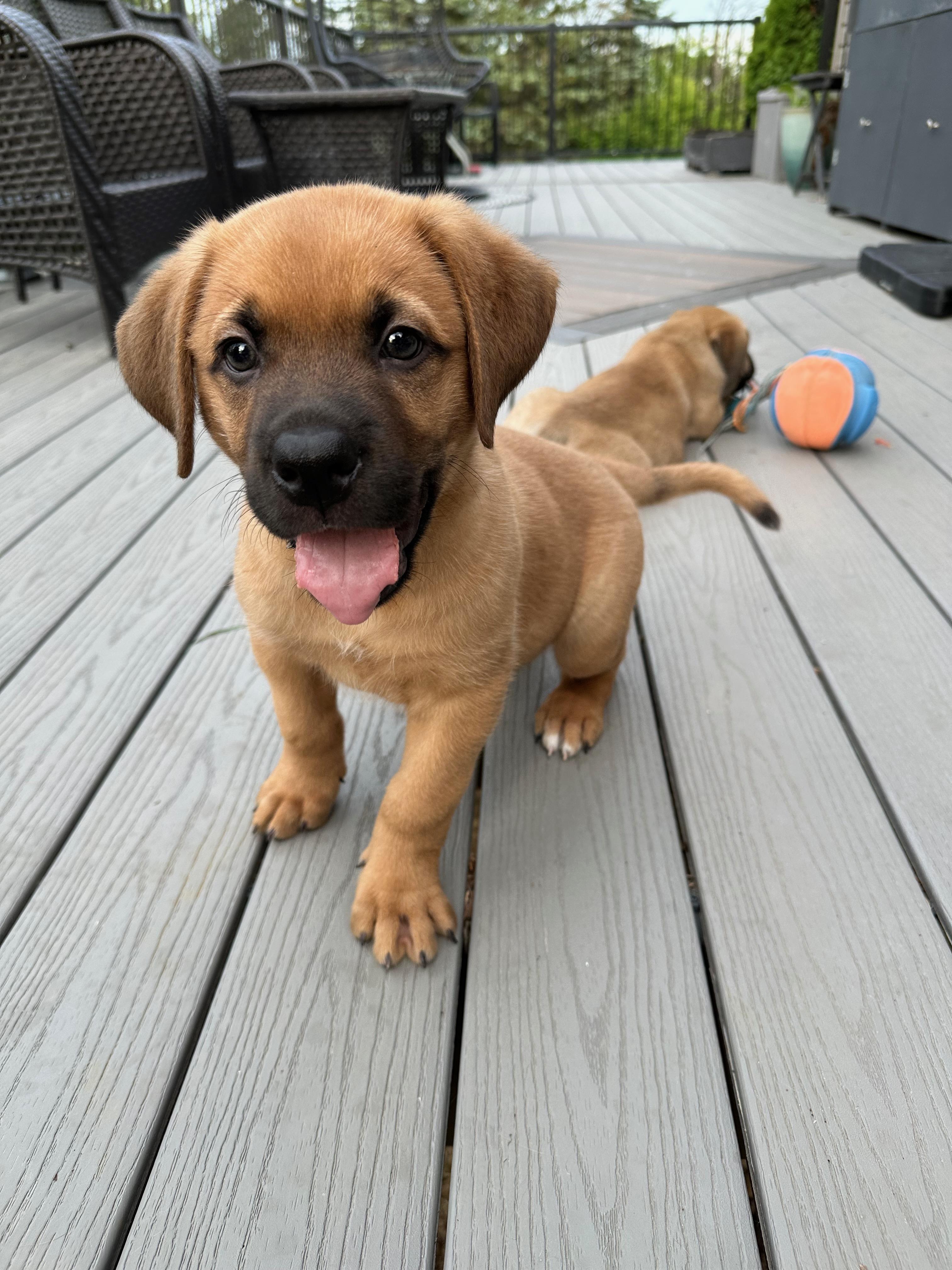Enlarge Chip, a Adoptable Mixed Breed in Saskatoon, SK image 5/6