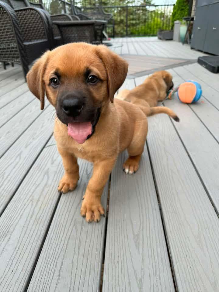 Chip, Adoptable, Puppy Male Mixed Breed.