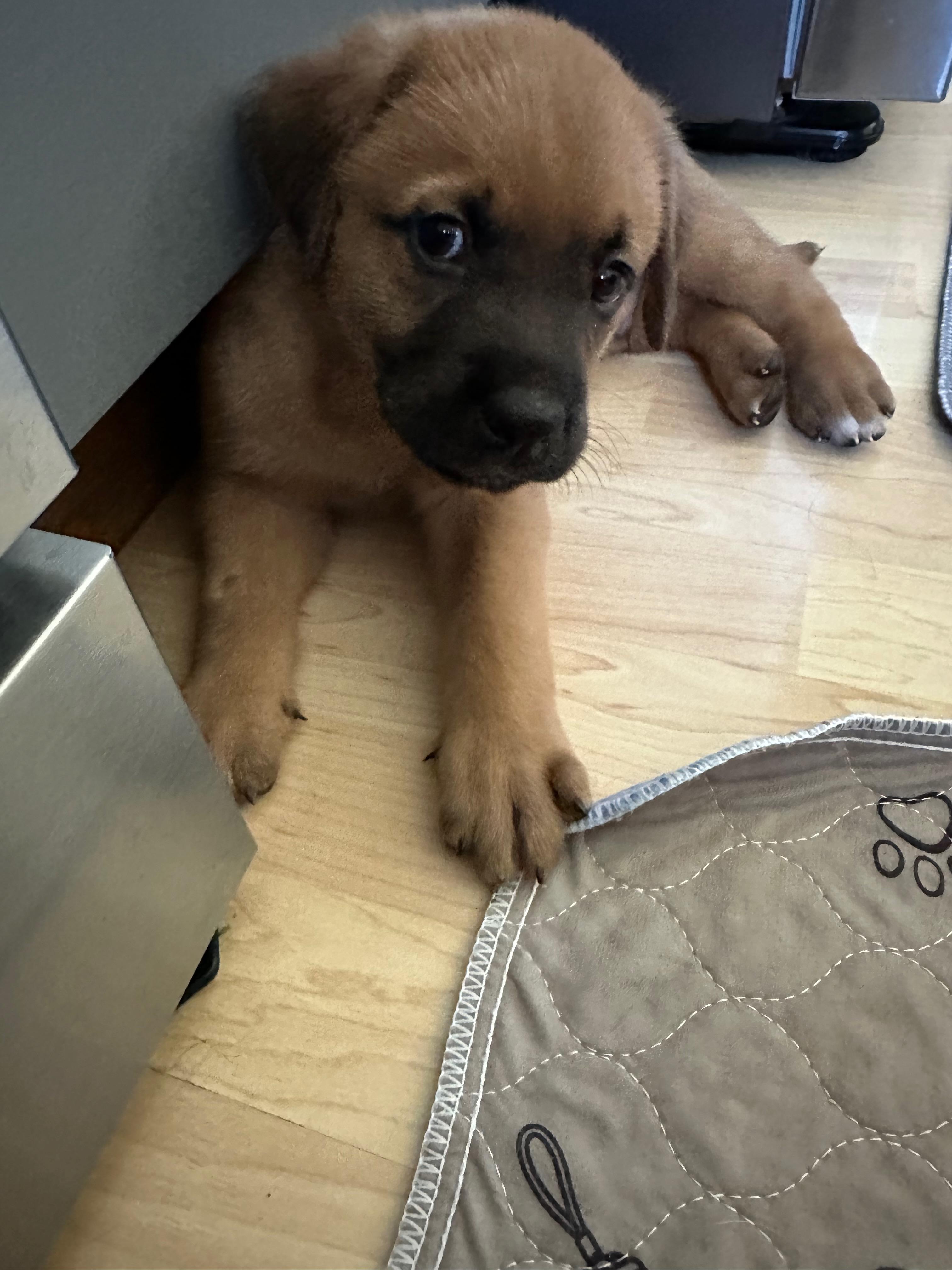 Chip, a Adoptable Mixed Breed in Saskatoon, SK image 2/4