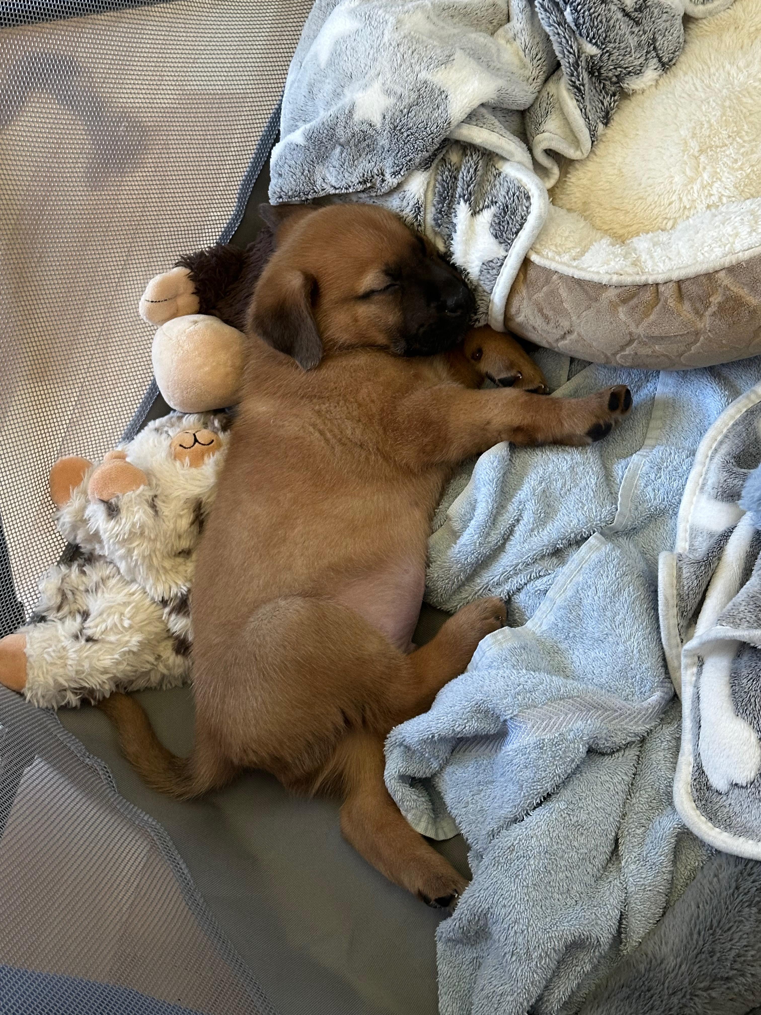 Chip, a Adoptable Mixed Breed in Saskatoon, SK image 3/4