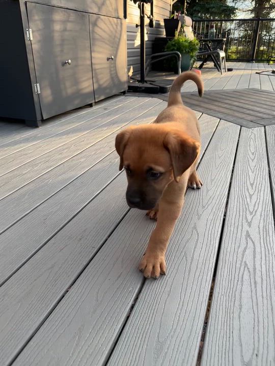 Enlarge Chip, a Adoptable Mixed Breed in Saskatoon, SK video 6/6
