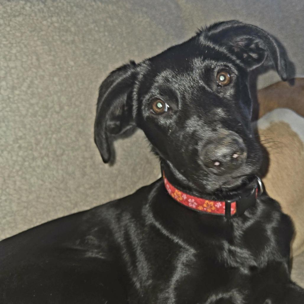 Quartz, a Adoptable mixed breed in Pagosa Springs, CO image 1/2