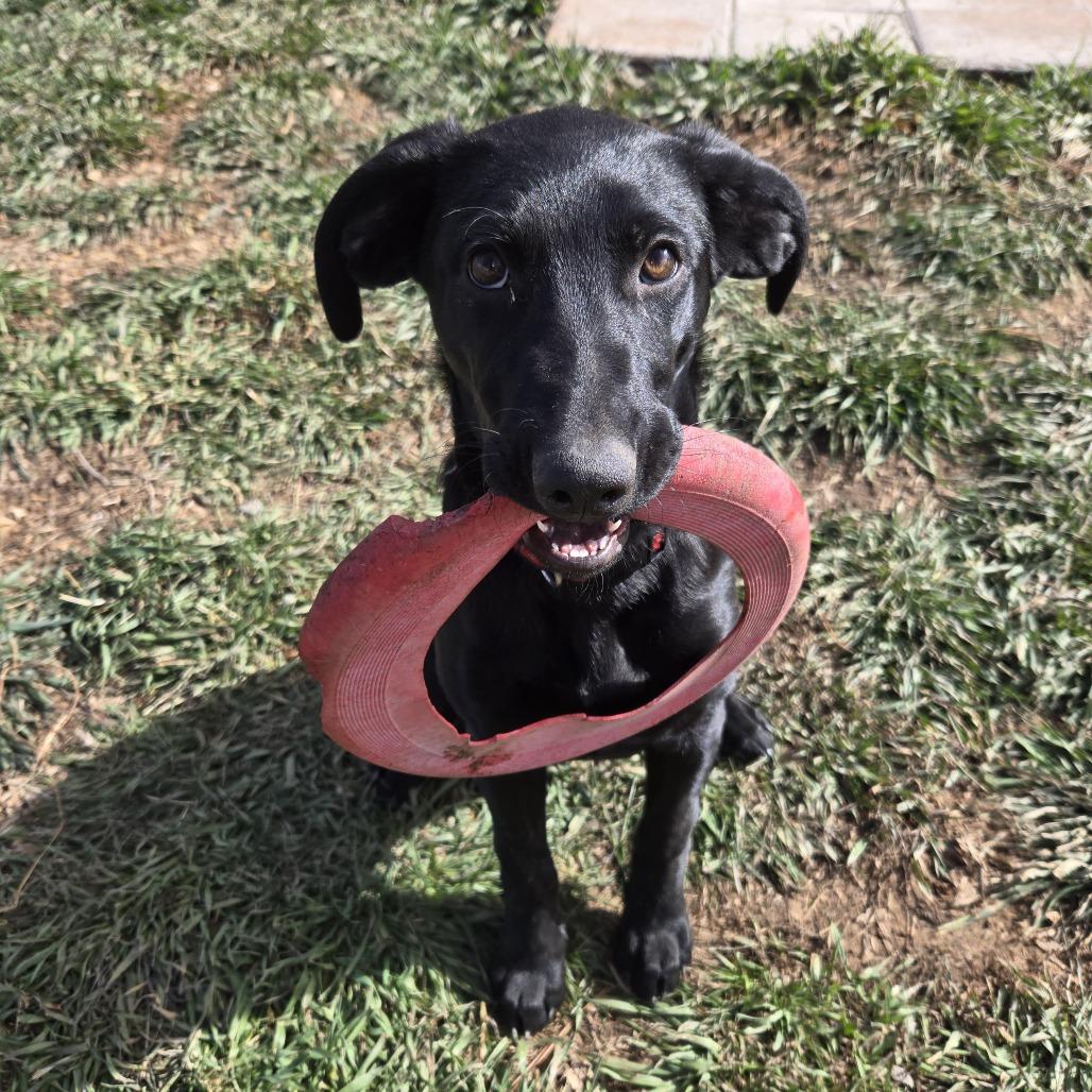 Quartz, a Adoptable mixed breed in Pagosa Springs, CO image 2/2