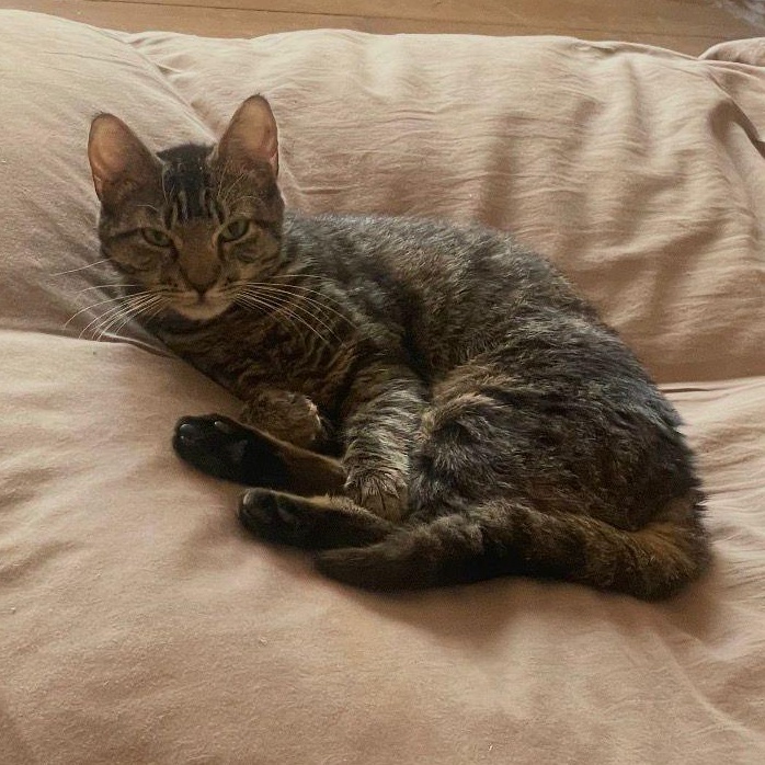 Jollie, a Adoptable American Shorthair in New York, NY image 2/3