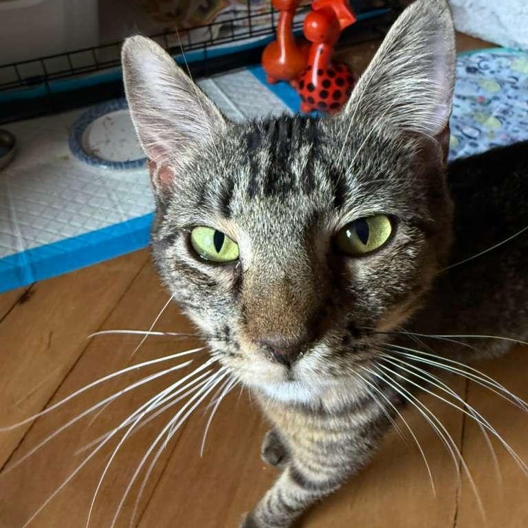 Jollie, Adoptable, Kitten Female American Shorthair.