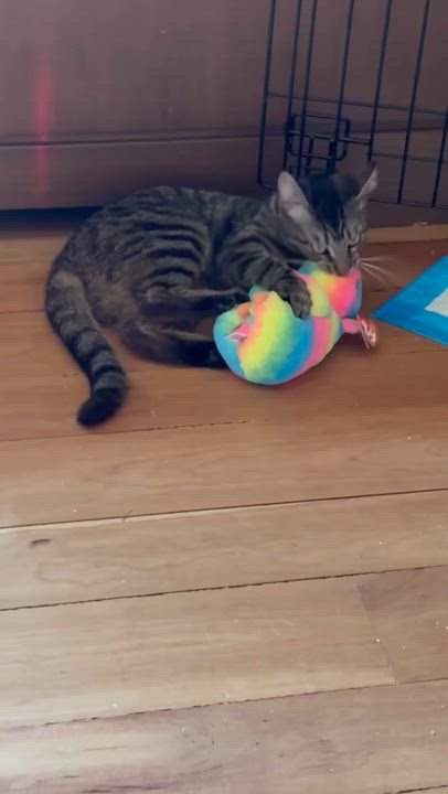 Enlarge Jollie, a Adoptable American Shorthair in New York, NY video 3/3