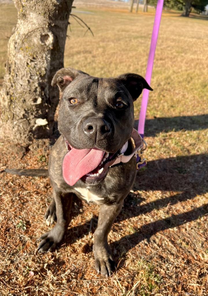 Enlarge Bubbles, a Adoptable mixed breed in Saint James, MN image 1/4