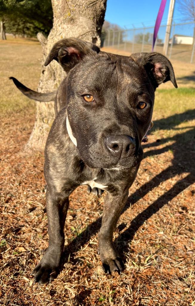 Enlarge Bubbles, a Adoptable mixed breed in Saint James, MN image 2/4