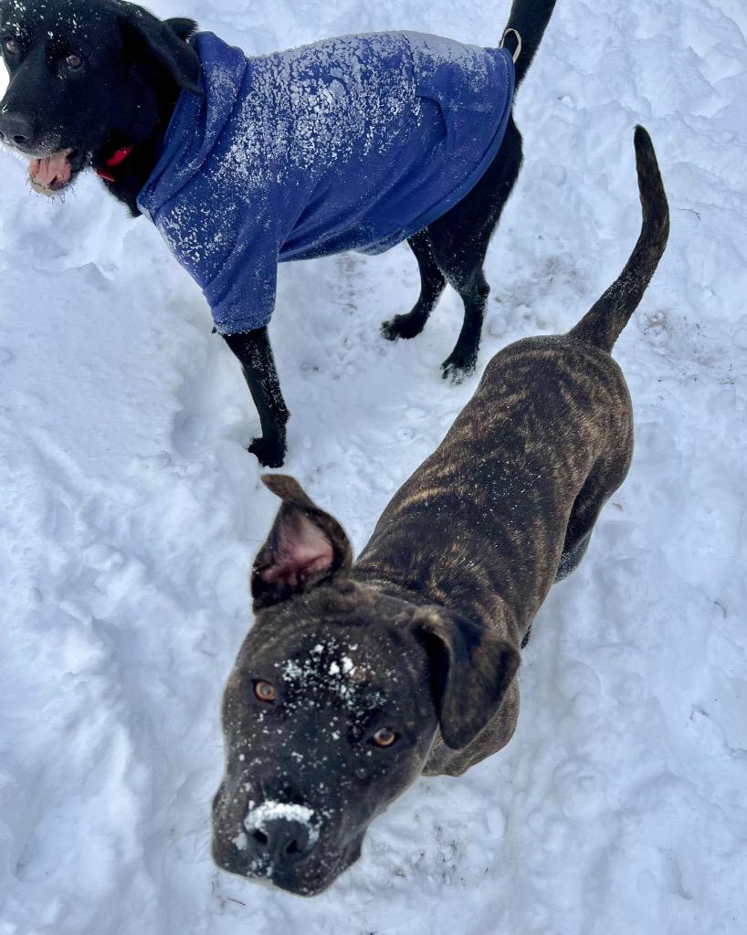 Enlarge Bubbles, a Adoptable mixed breed in Saint James, MN image 3/4
