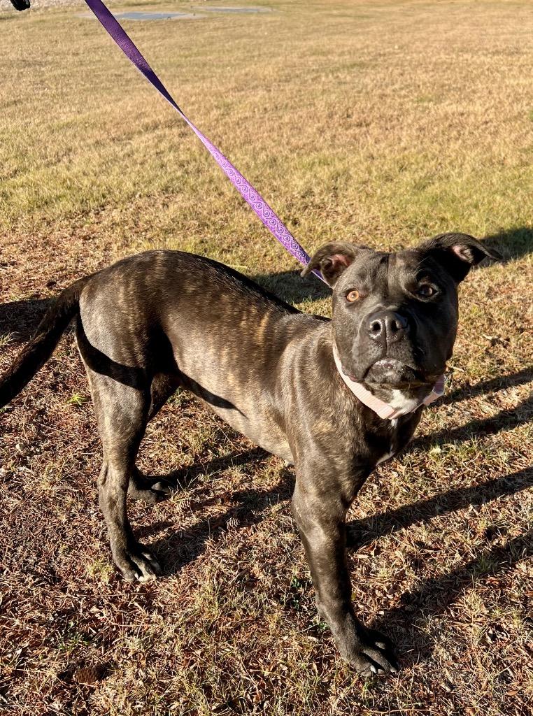 Enlarge Bubbles, a Adoptable mixed breed in Saint James, MN image 4/4