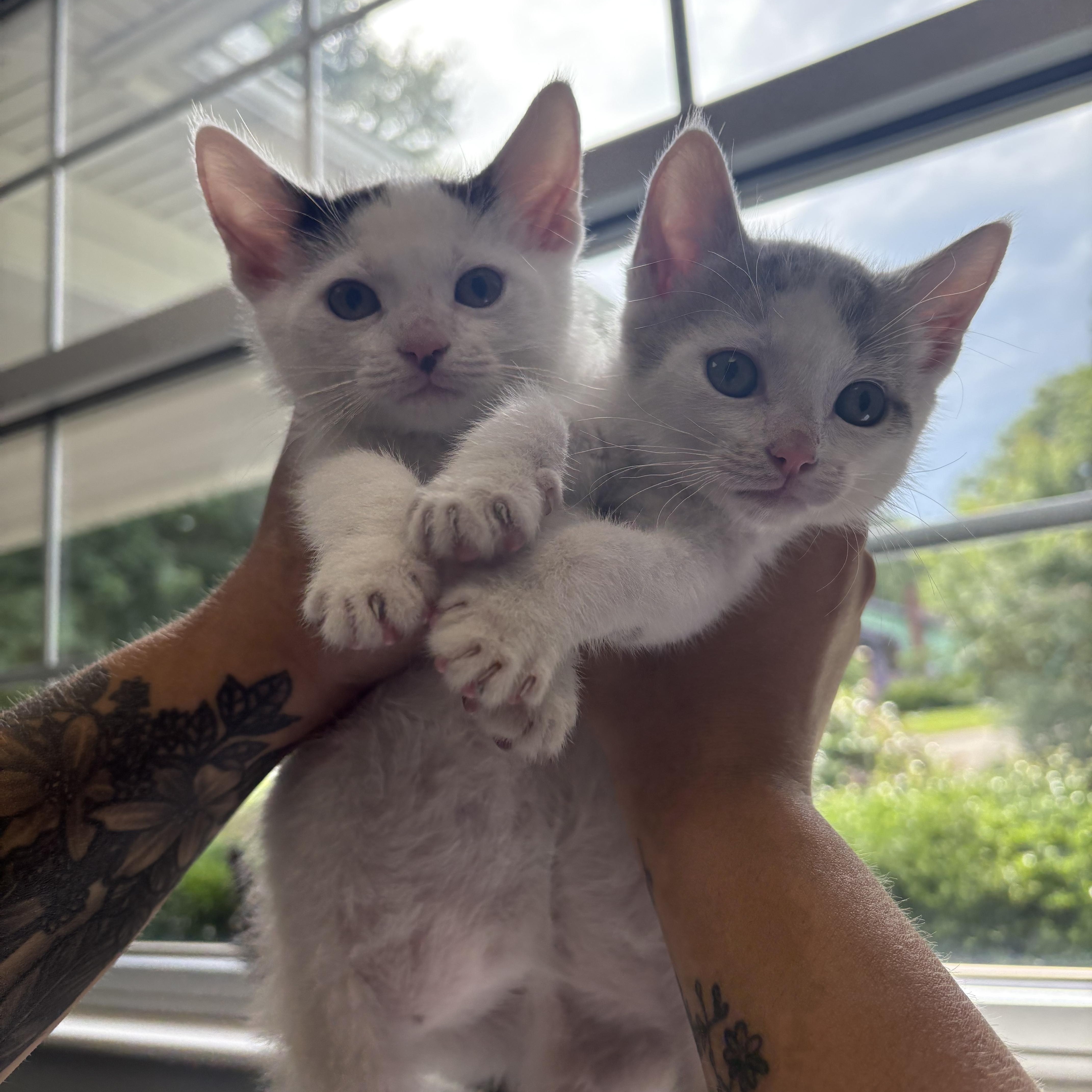 Enlarge Biscuit and Gravy, a ADOPTABLE Domestic Short Hair in Simpsonville, SC image 1/5