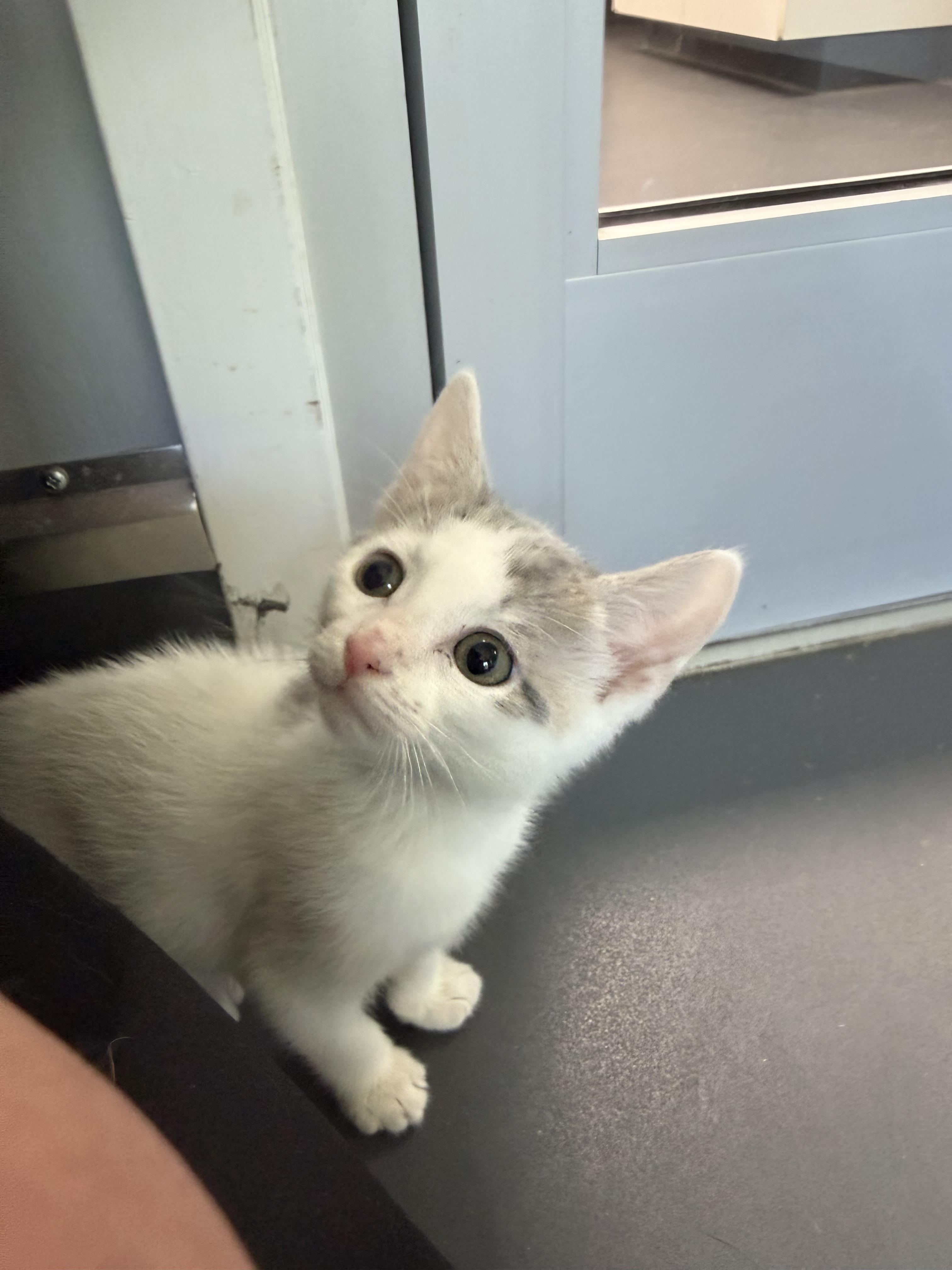 Enlarge Biscuit and Gravy, a ADOPTABLE Domestic Short Hair in Simpsonville, SC image 5/5