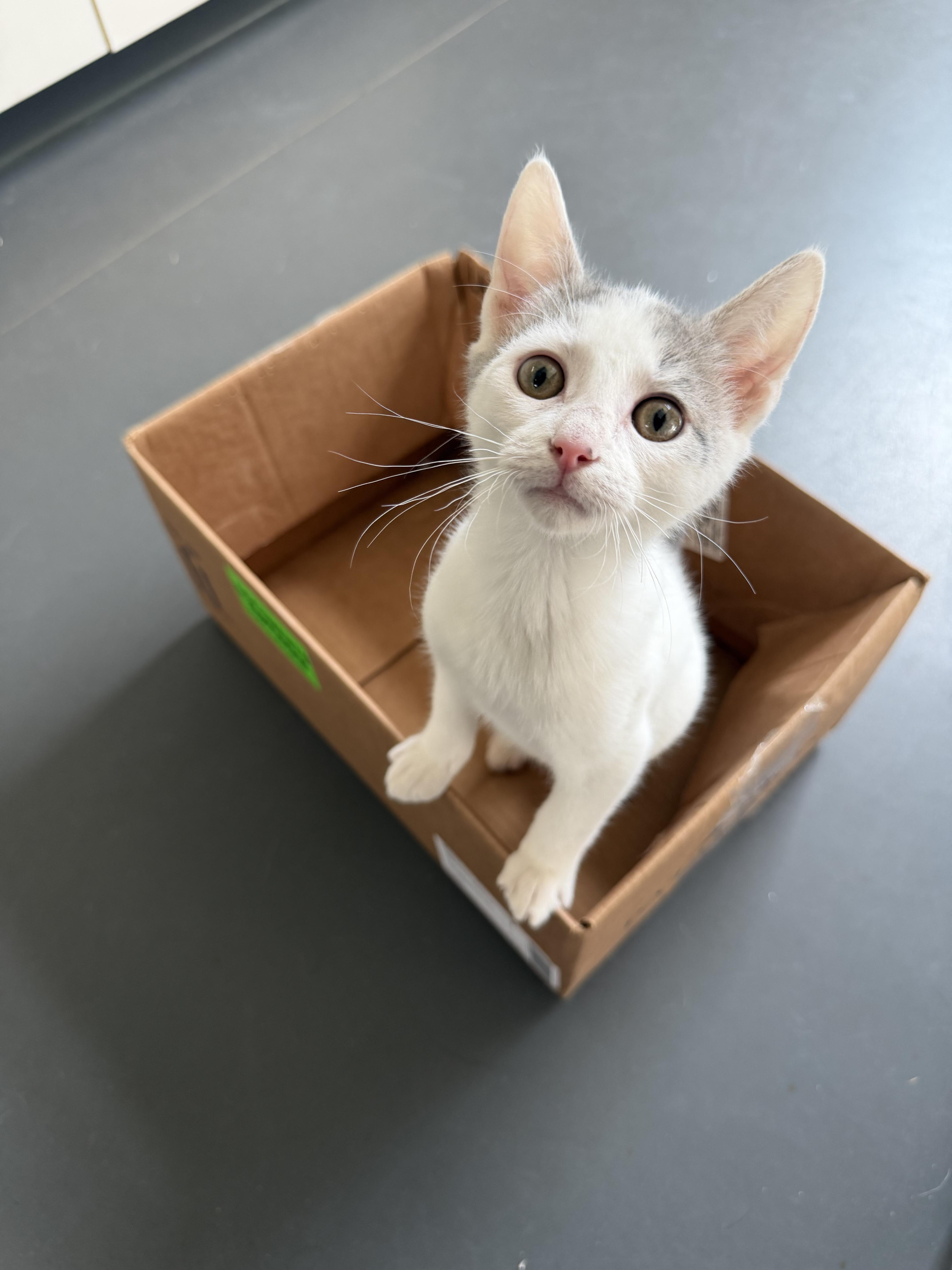 Enlarge Biscuit and Gravy, a ADOPTABLE Domestic Short Hair in Simpsonville, SC image 2/5