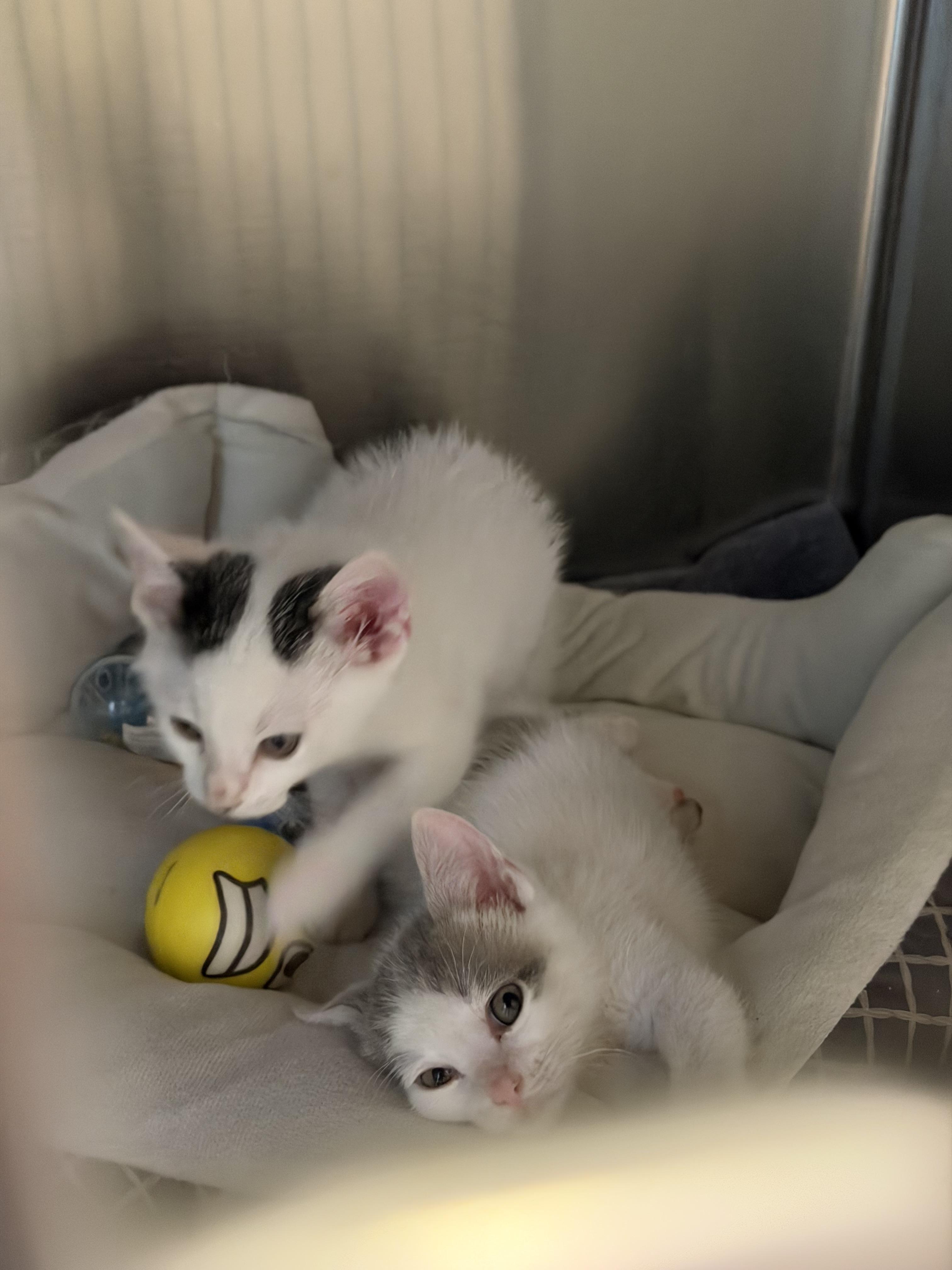 Enlarge Biscuit and Gravy, a ADOPTABLE Domestic Short Hair in Simpsonville, SC image 4/5