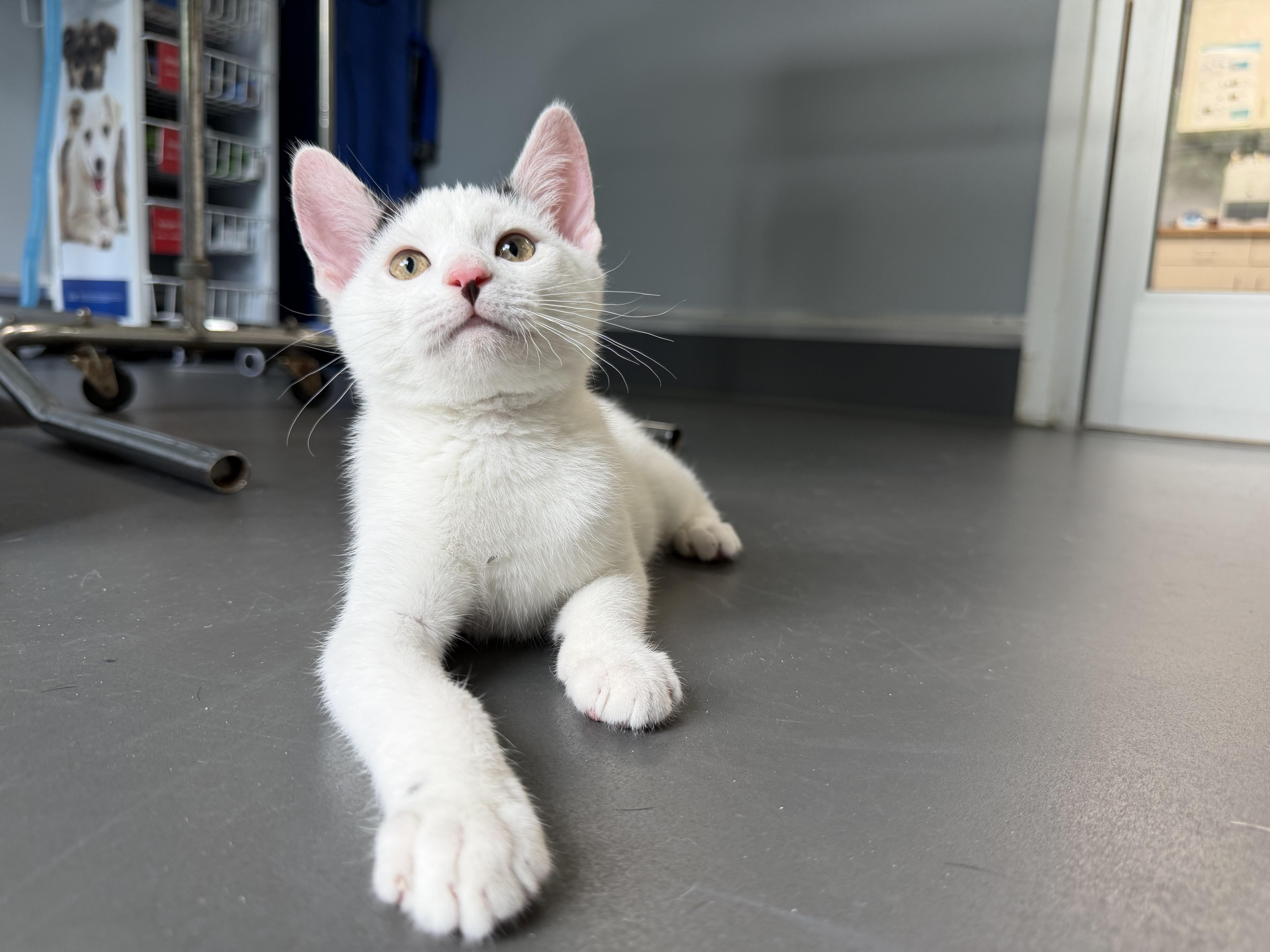 Enlarge Biscuit and Gravy, a ADOPTABLE Domestic Short Hair in Simpsonville, SC image 3/5