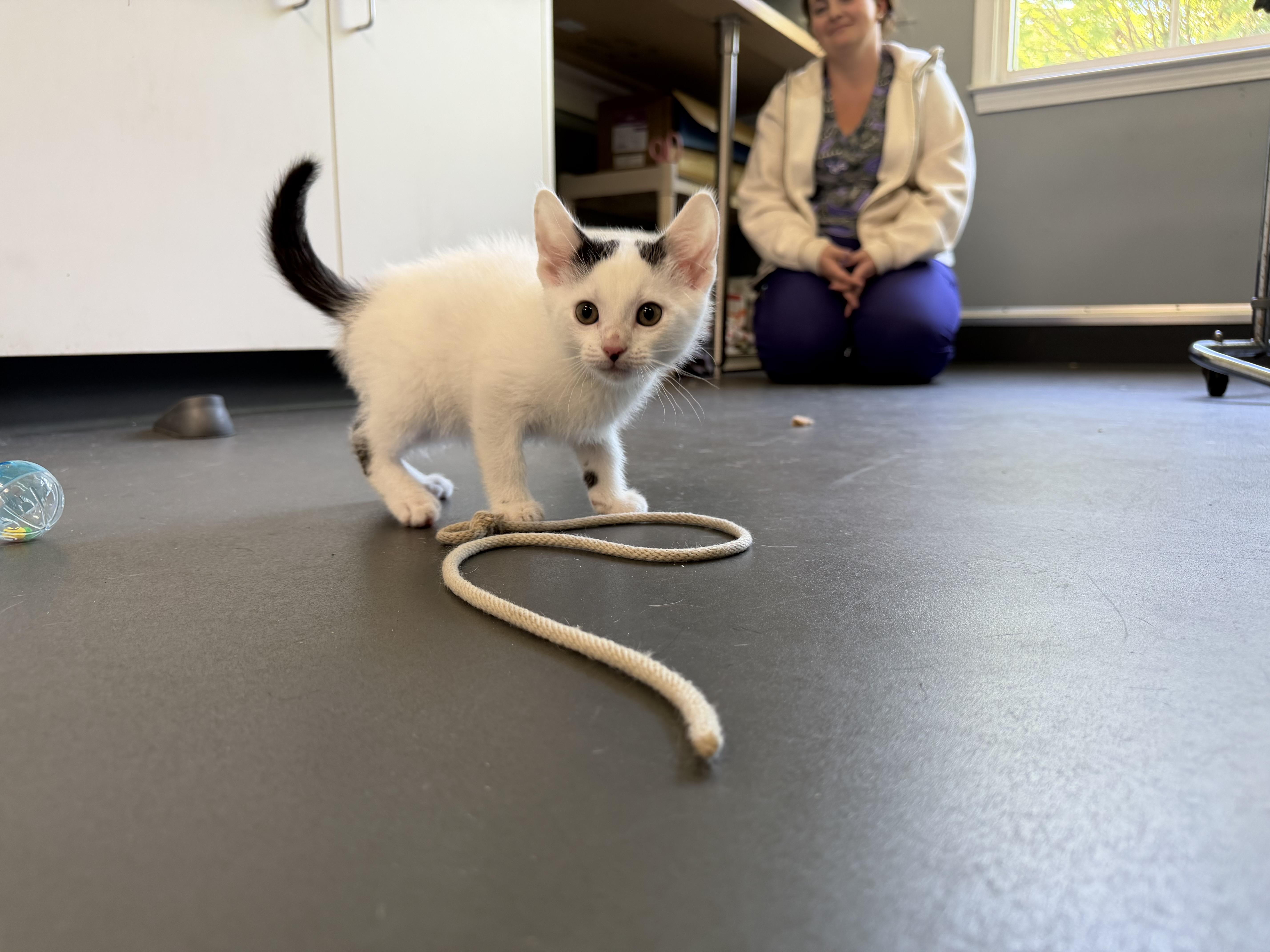 Enlarge Biscuit and Gravy, a ADOPTABLE Domestic Short Hair in Simpsonville, SC image 2/5
