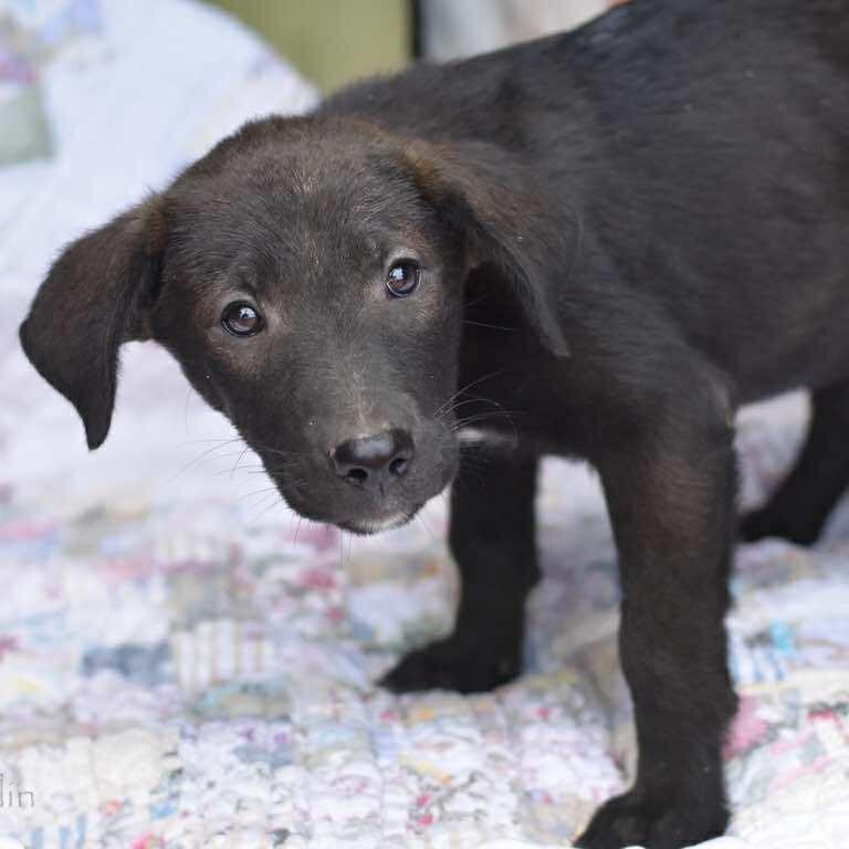 Dodge, Adoptable, Puppy Male Labrador Retriever & Mixed Breed.