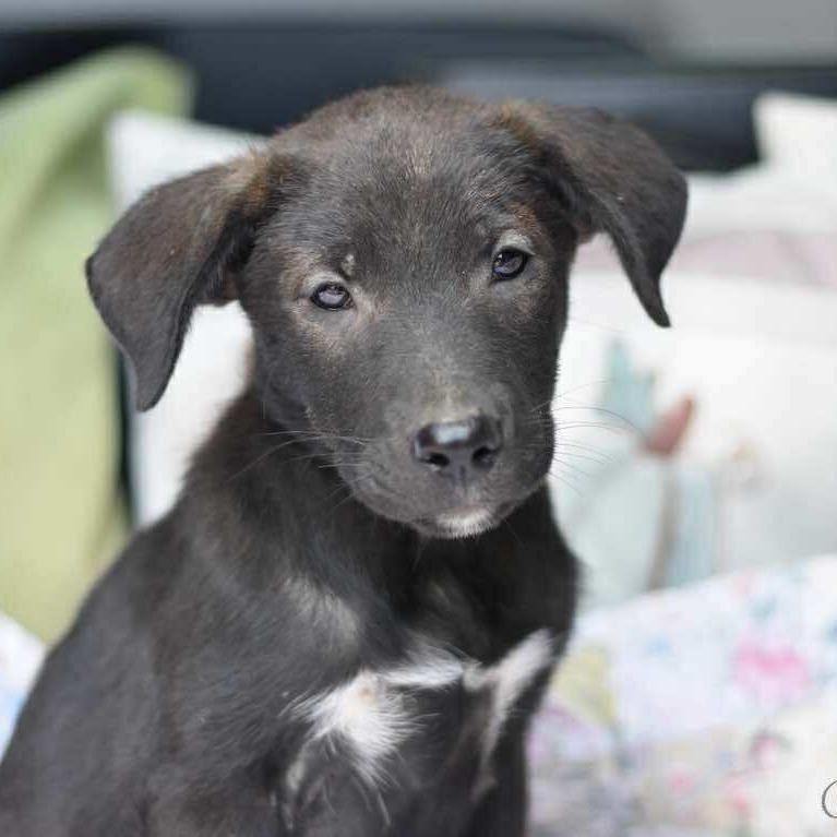 Enlarge Dodge, a Adoptable mixed breed in Cleveland, TX image 2/5