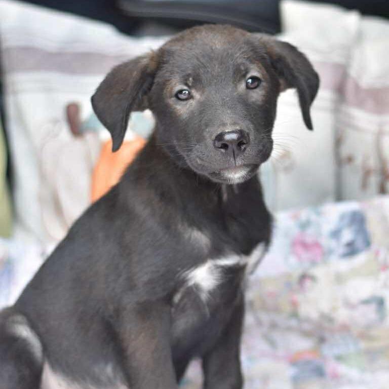 Enlarge Dodge, a Adoptable mixed breed in Cleveland, TX image 3/5