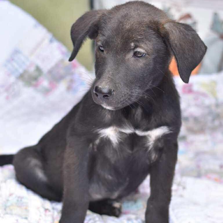 Enlarge Dodge, a Adoptable mixed breed in Cleveland, TX image 4/5