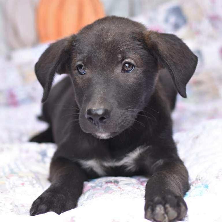 Enlarge Dodge, a Adoptable mixed breed in Cleveland, TX image 5/5