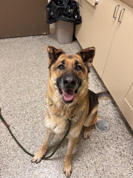 Enlarge Mishka, a Adoptable mixed breed in Vancouver, WA image 1/1