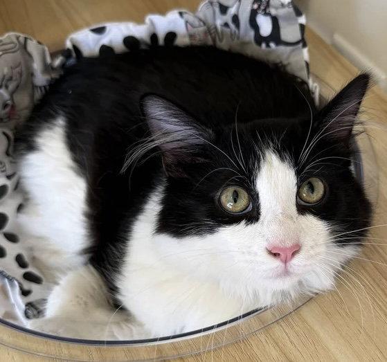 Enlarge Bowtie & Rigatoni, a Adopted Domestic Short Hair in San Luis Obispo, CA image 1/3