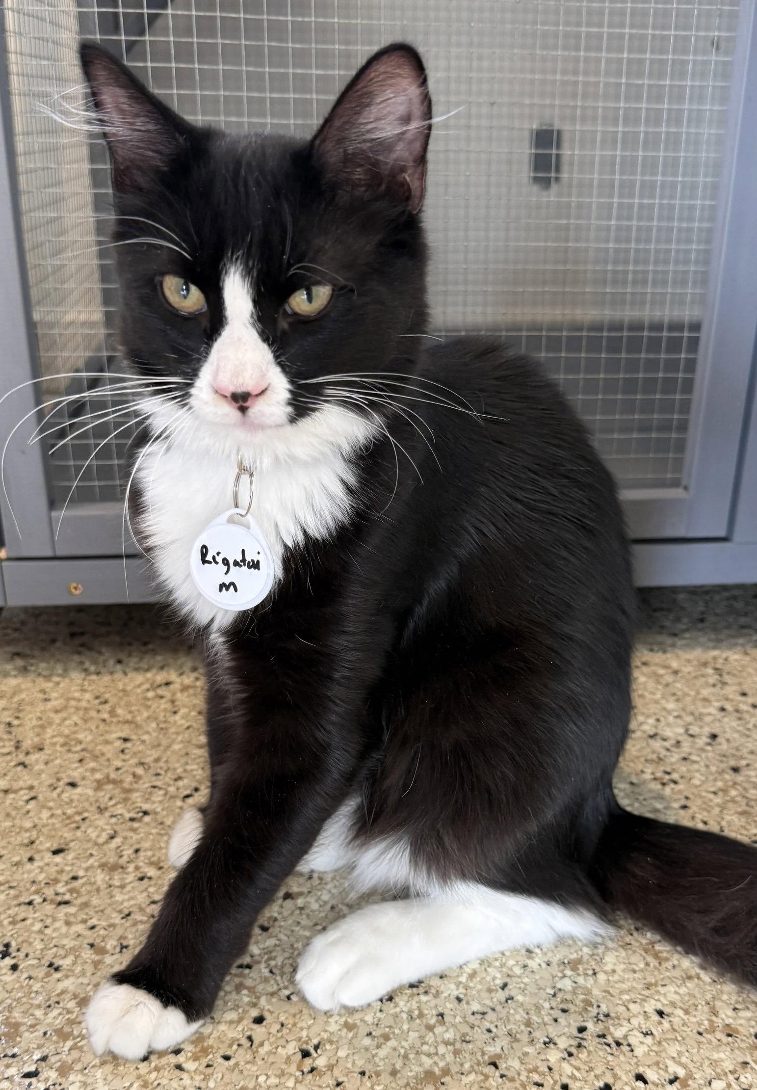 Enlarge Bowtie & Rigatoni, a Adopted Domestic Short Hair in San Luis Obispo, CA image 2/3