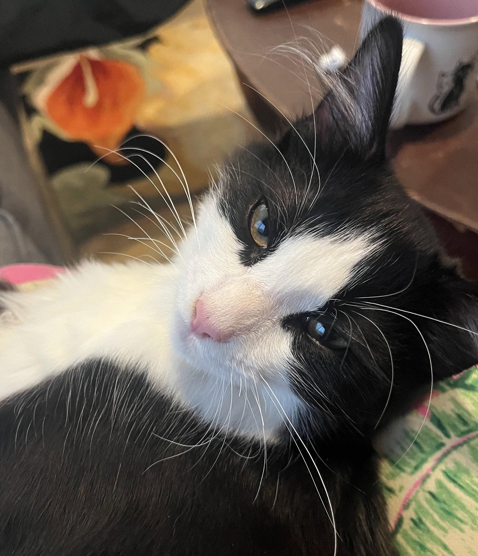 Enlarge Bowtie & Rigatoni, a Adopted Domestic Short Hair in San Luis Obispo, CA image 3/3