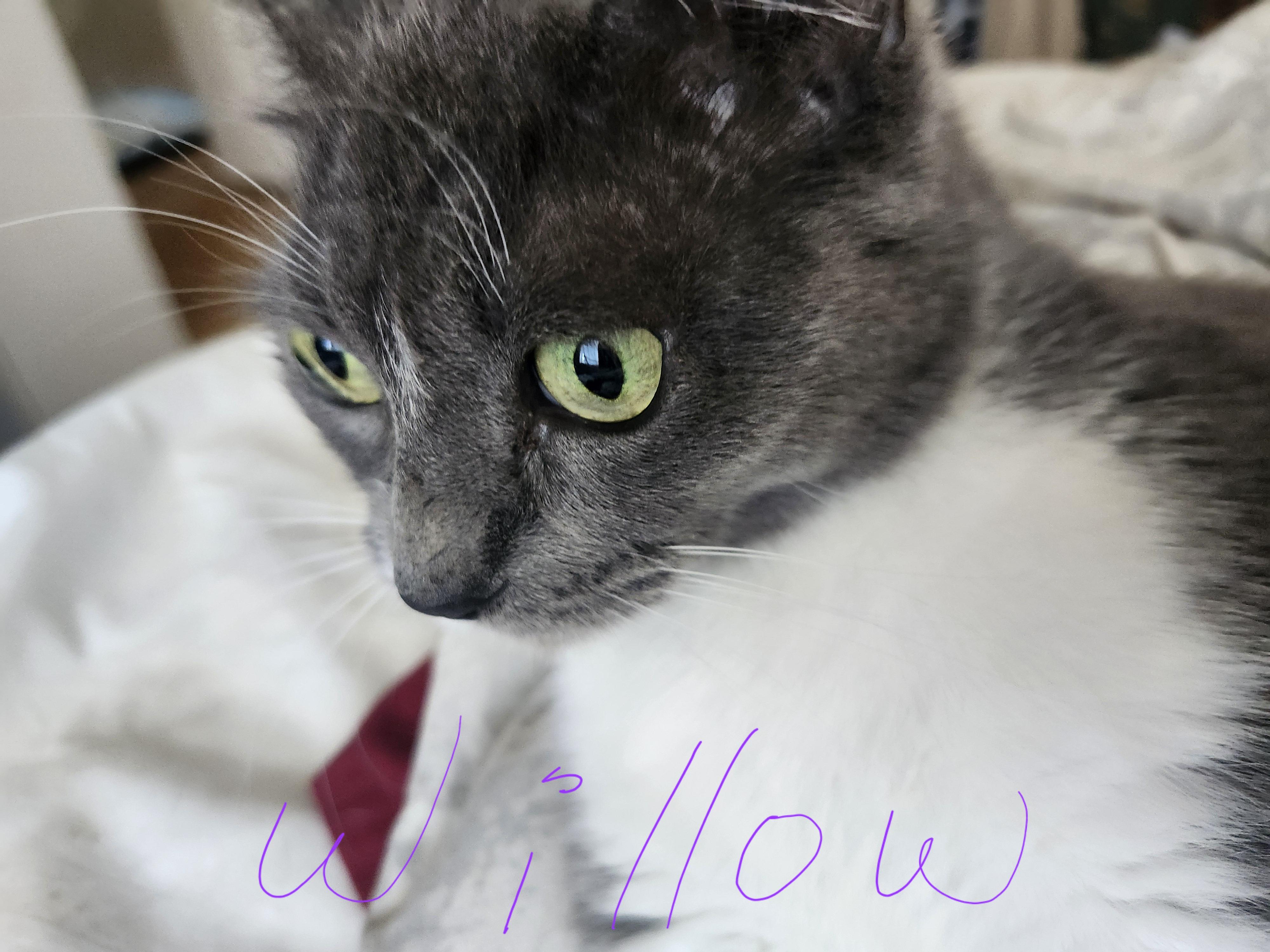 Willow, adopted, Adult Female Domestic Short Hair.