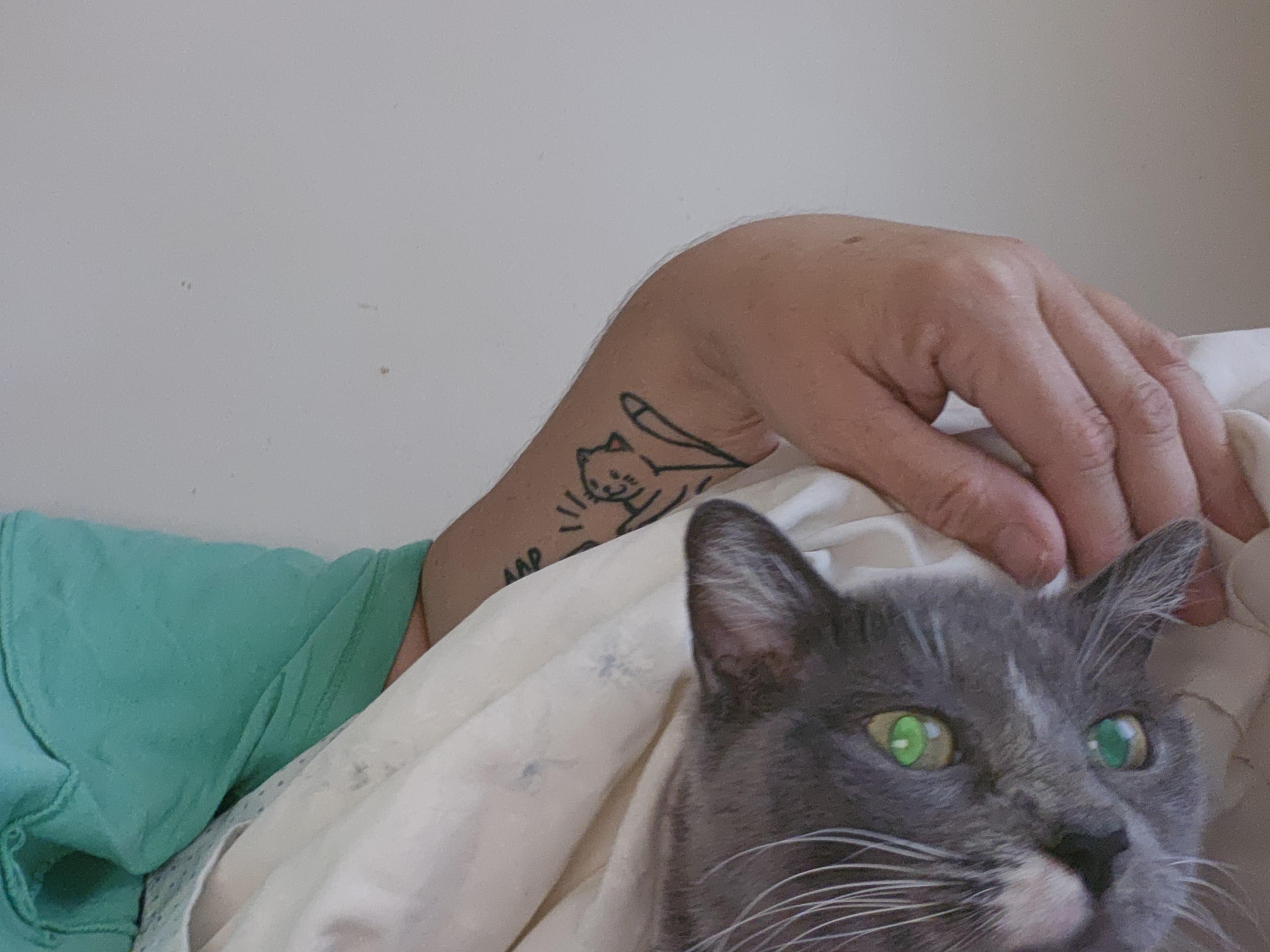 Enlarge Willow, an adopted Domestic Short Hair in Bristol, QC image 2/5